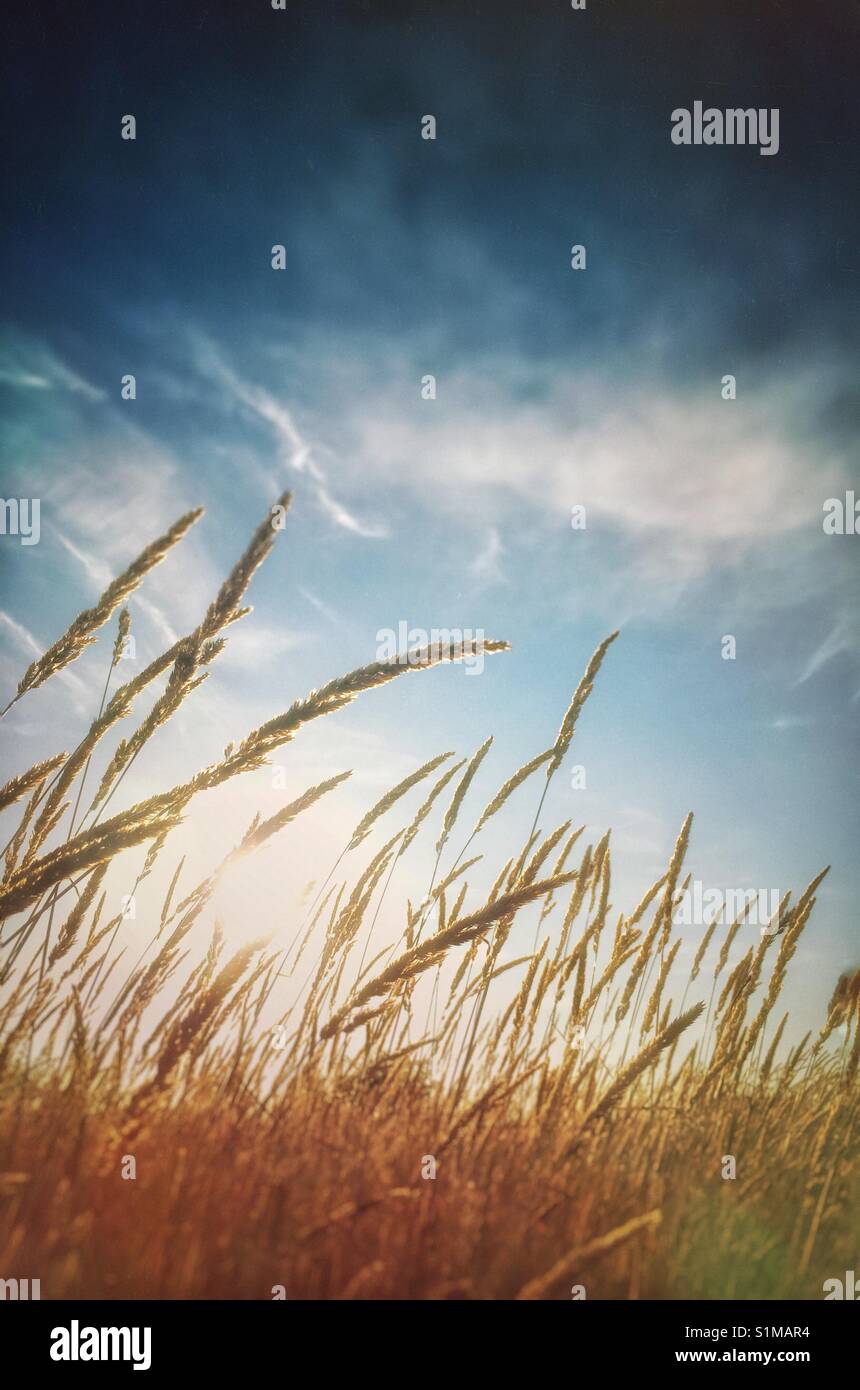 Wild dry grasses backlit by afternoon sun, British Columbia, Canada. - Smartphone Captured Stock Image