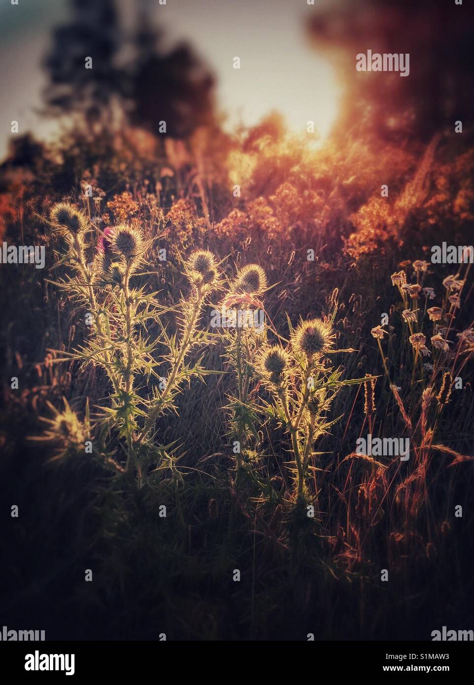 Wild thistle plants backlit by a setting sun, British Columbia, Canada. Stock Photo