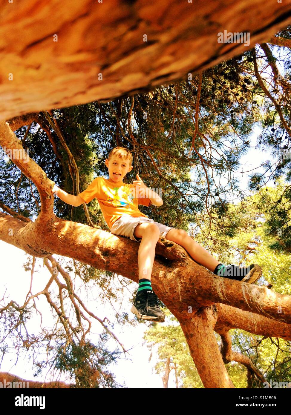 Eight year old boy sitting in a tree - Smartphone Captured Stock Image