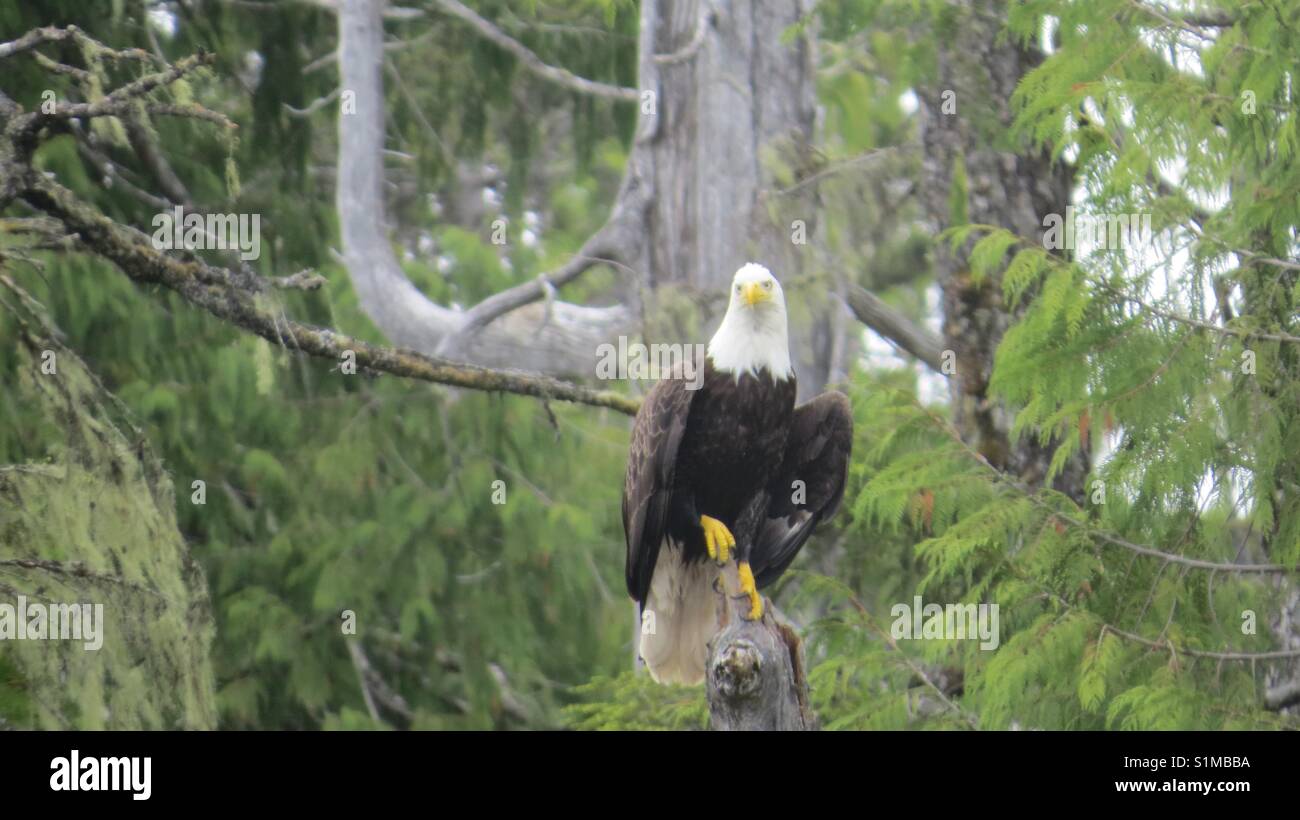 Bald eagle walking in tree Stock Photo Alamy