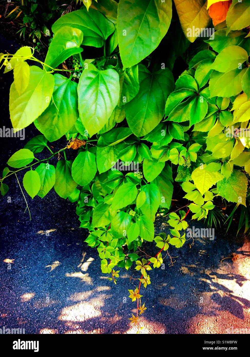 Green vine - Smartphone Captured Stock Image