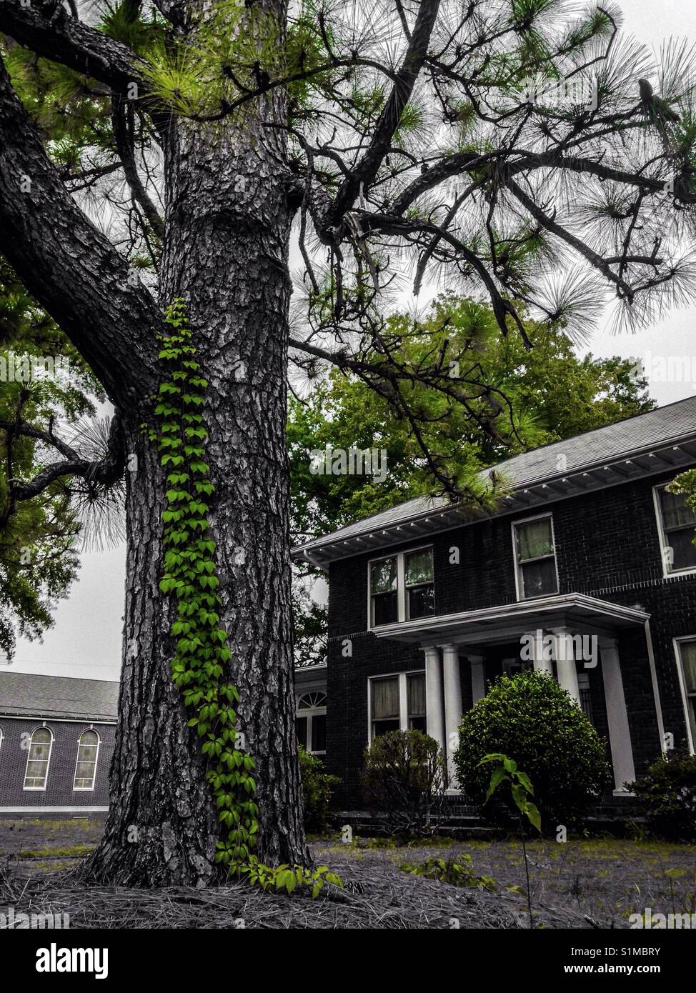 Green color pop photo of pine tree with textured bark and stripe of ivy near brick house and church - Smartphone Captured Stock Image