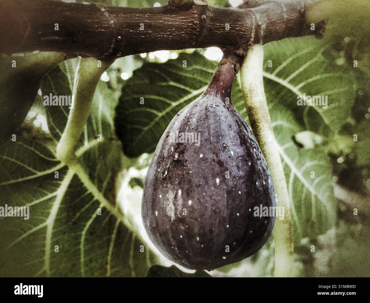 Ripe fig on tree, close up Stock Photo - Alamy