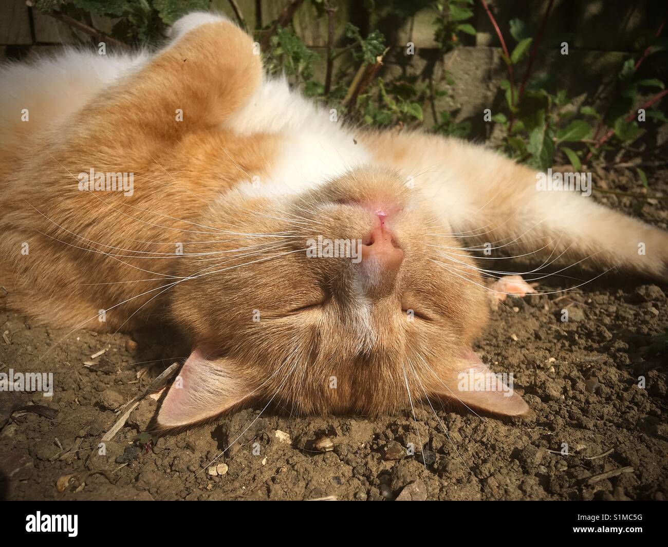 Domestic ginger cat relaxing amongst the soil and plants in garden in summer - Smartphone Captured Stock Image