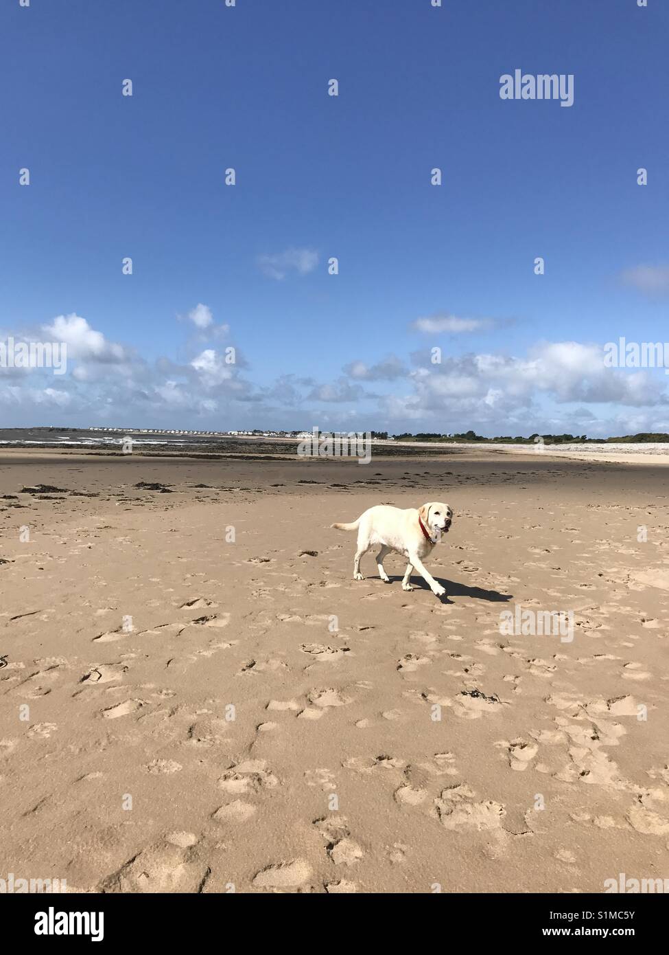 When Can Dogs Go On The Beach In Porthcawl