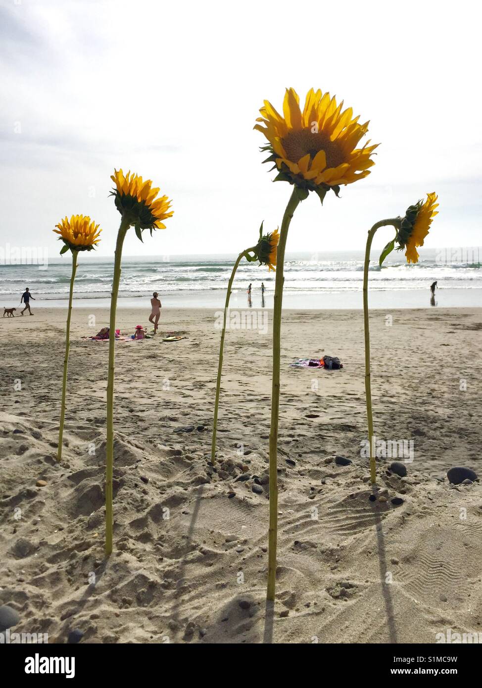 Sunflowers on the beach Stock Photo Alamy