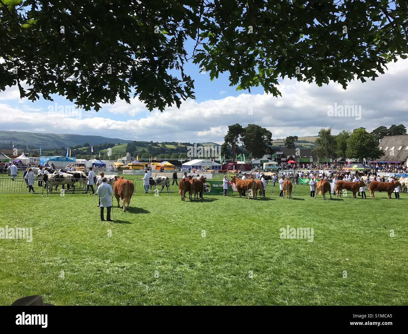 Royal Welsh Show, Builth Wells, Wales - August 2017: Judging of the cattle competition underway in the ring Stock Photo
