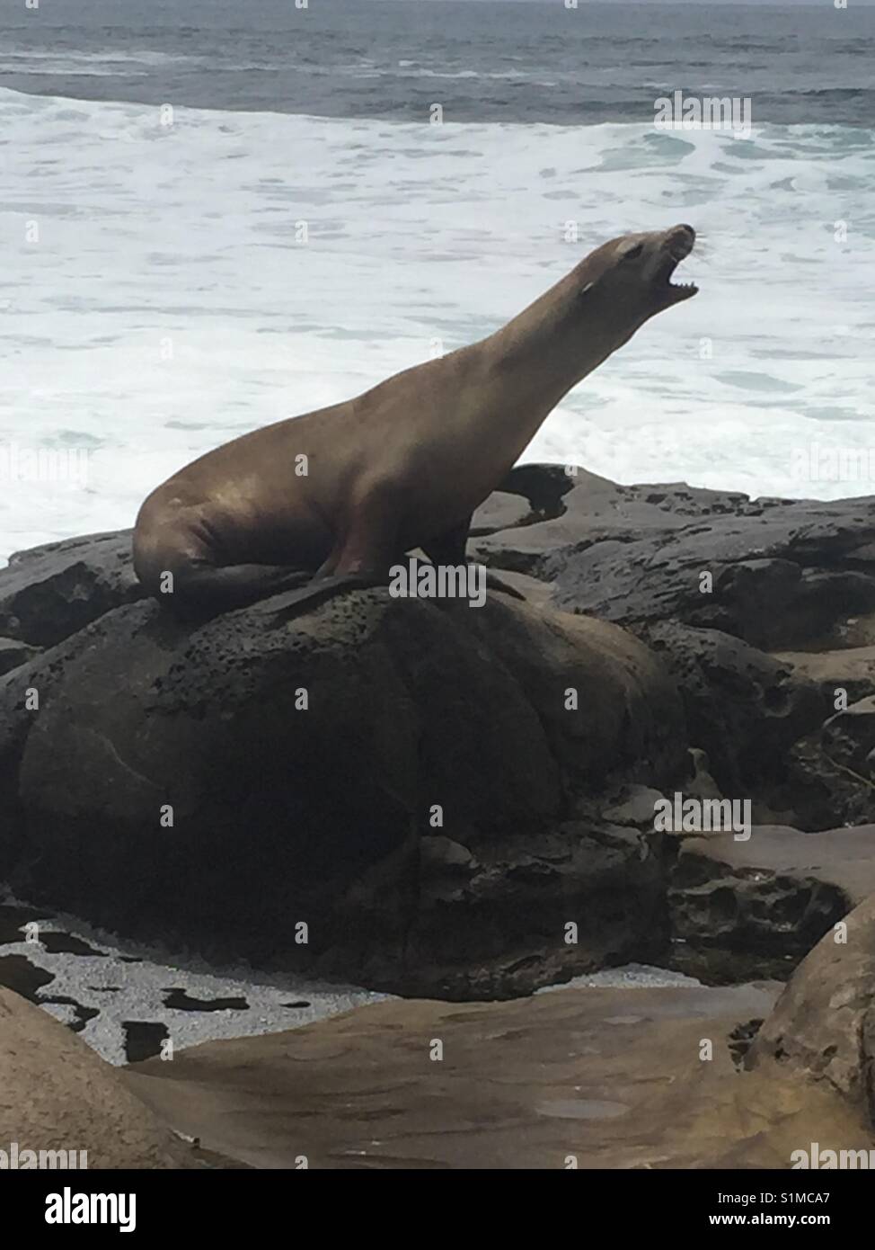 Seal barking on the beach Stock Photo Alamy