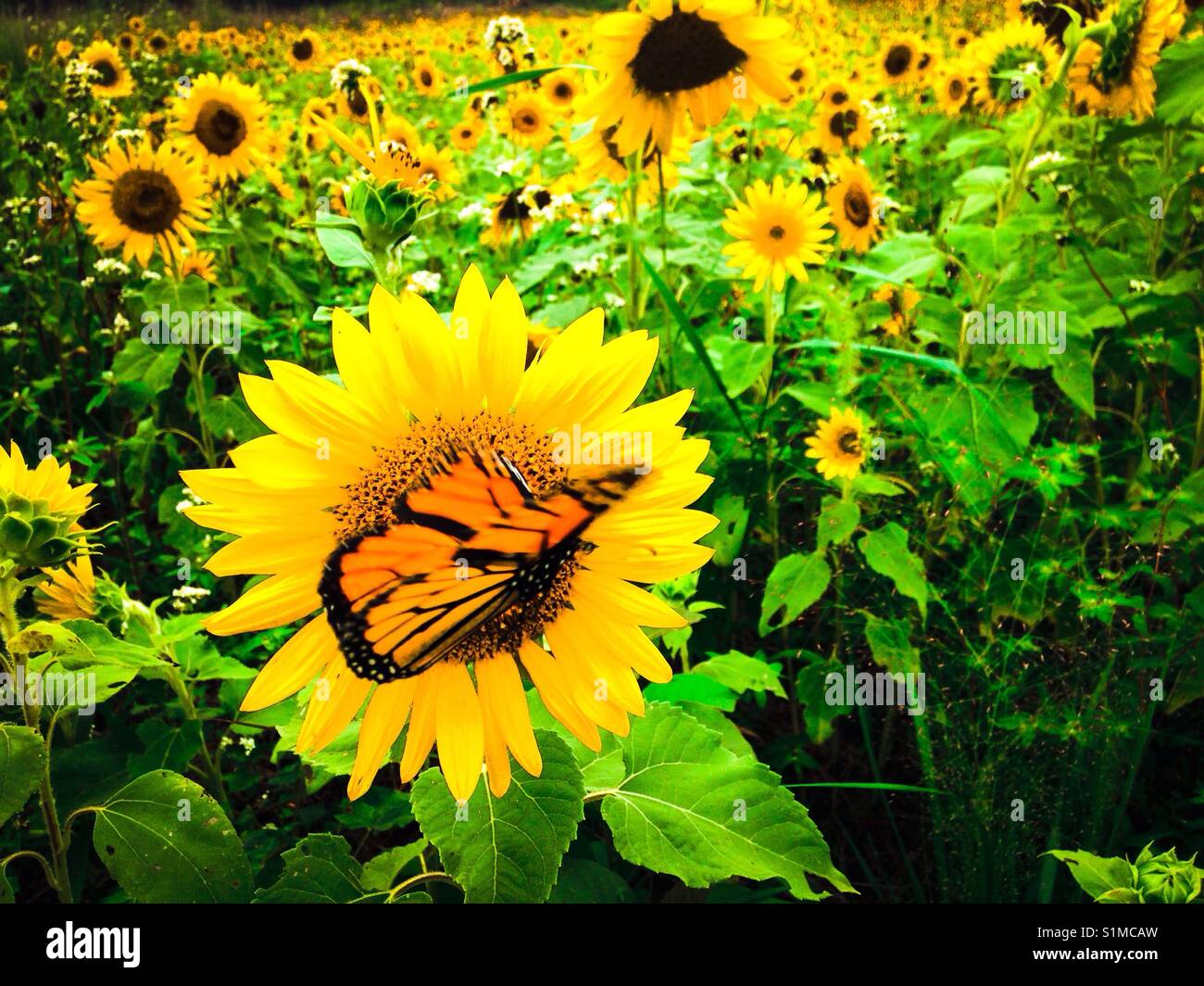 Monarch butterfly on sunflower in field Stock Photo - Alamy