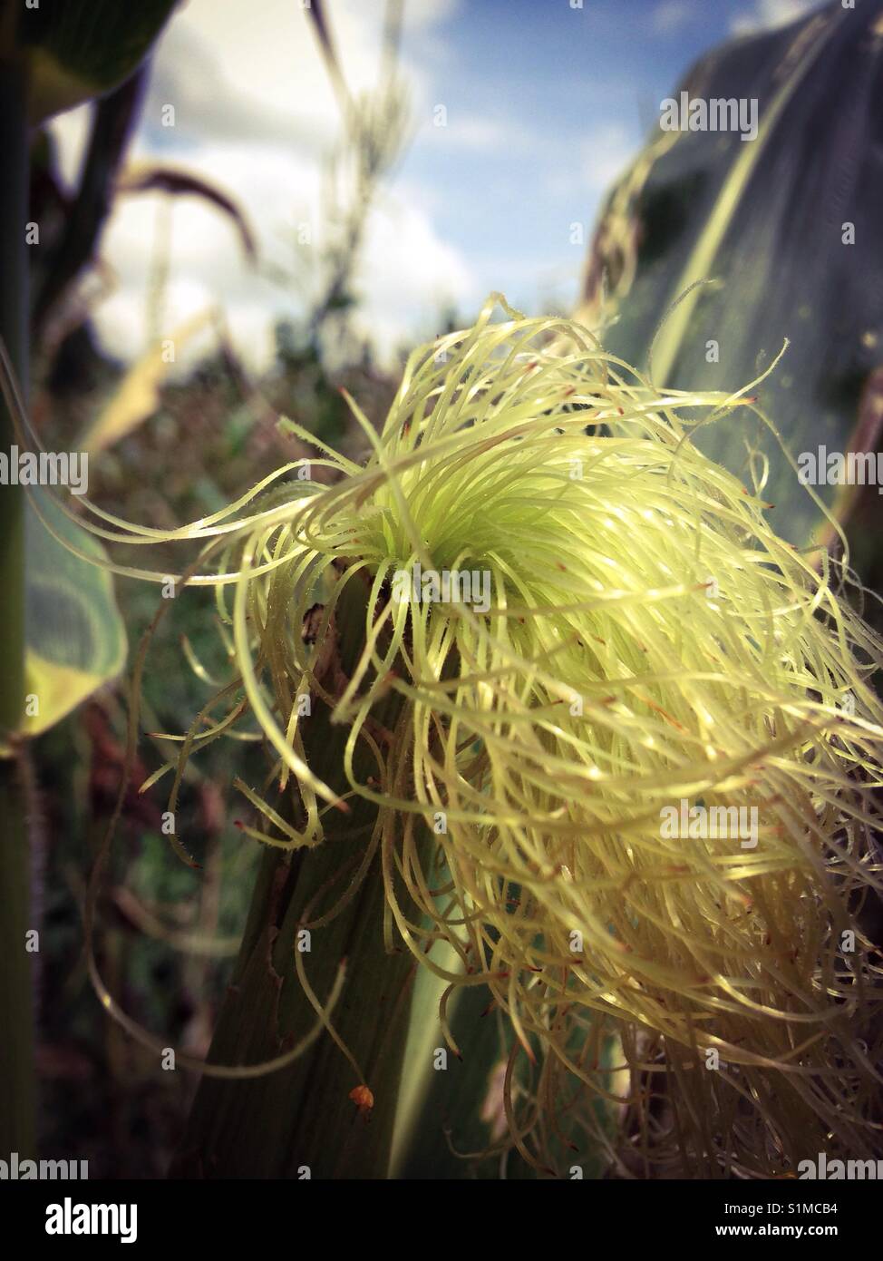Corn silk in cornfield against blue sky in North Carolina Stock Photo