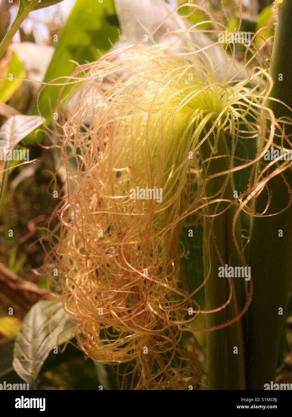 Malibu Barbie hair on corn cob in corn field - Smartphone Captured Stock Image