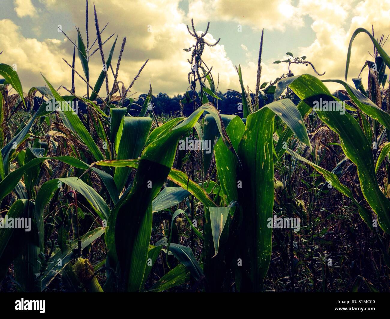 Almost mature corn in field on North Carolina farm - Smartphone Captured Stock Image