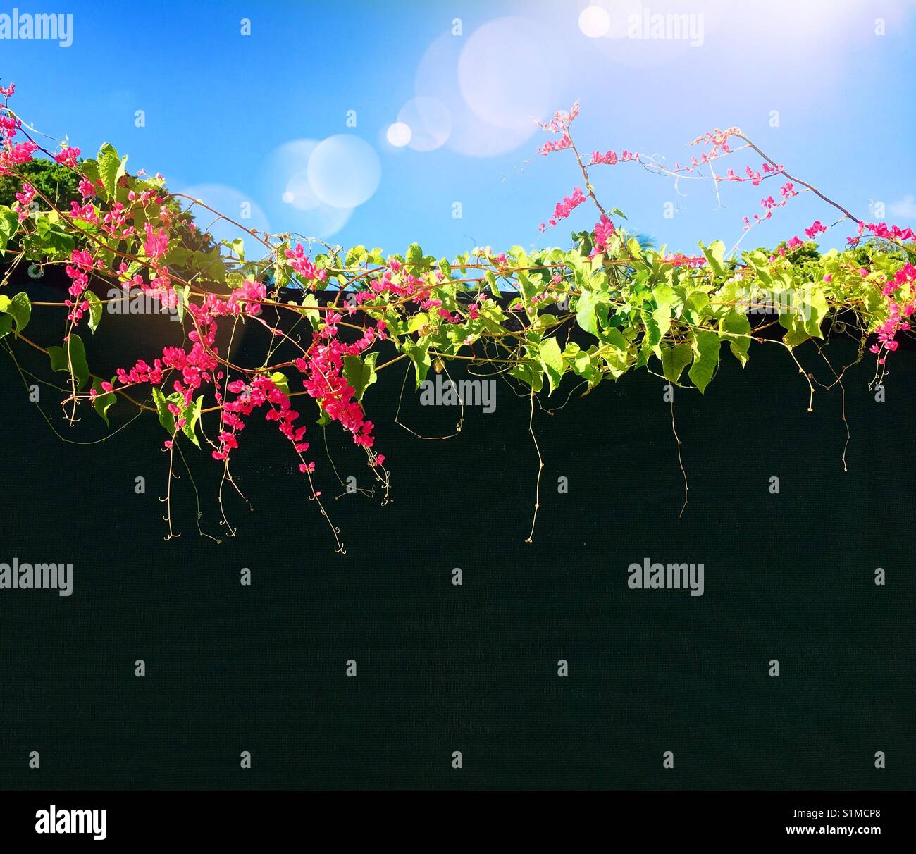 Creeping vine - Smartphone Captured Stock Image