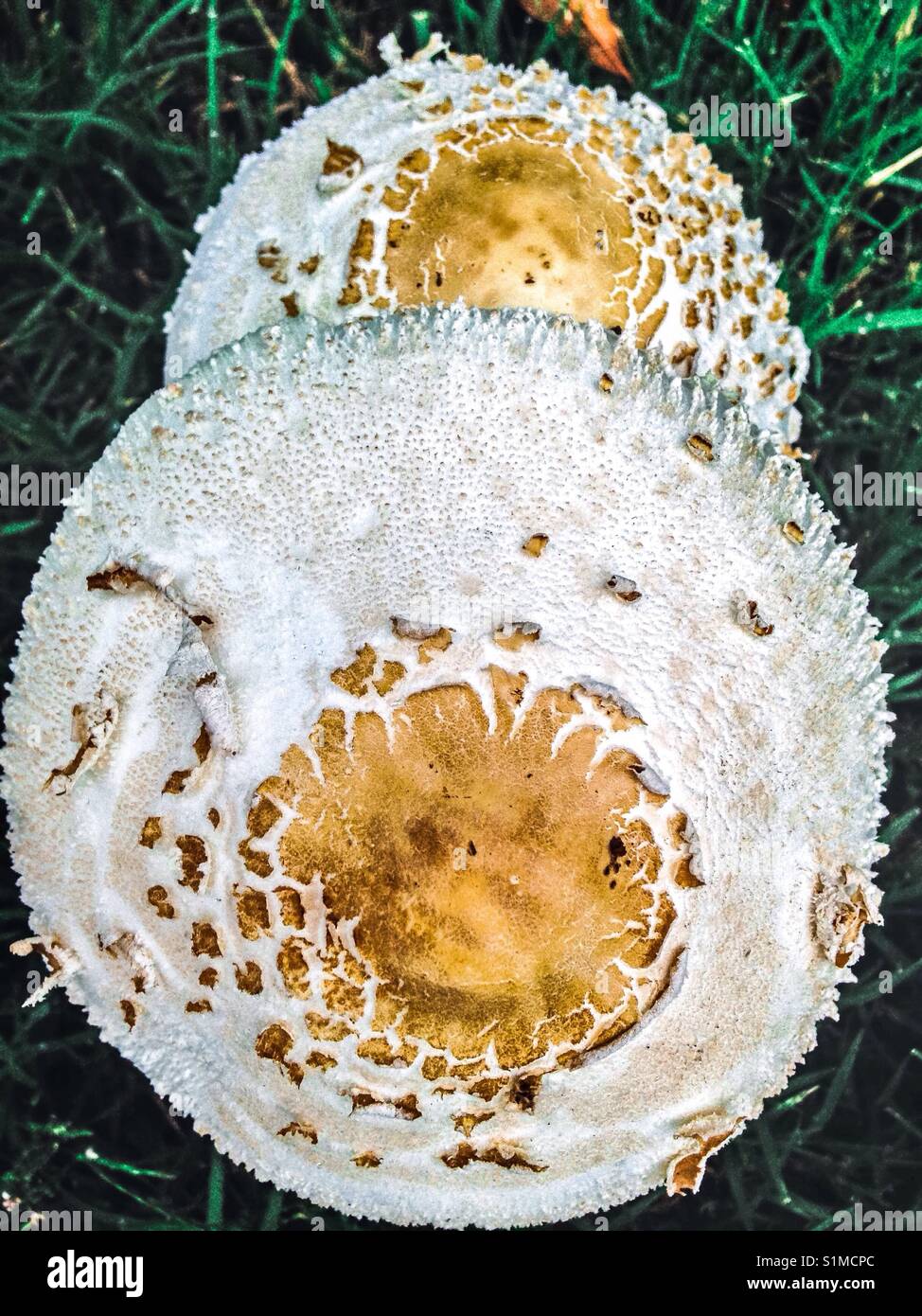 Mowers mushroom from top down - Smartphone Captured Stock Image