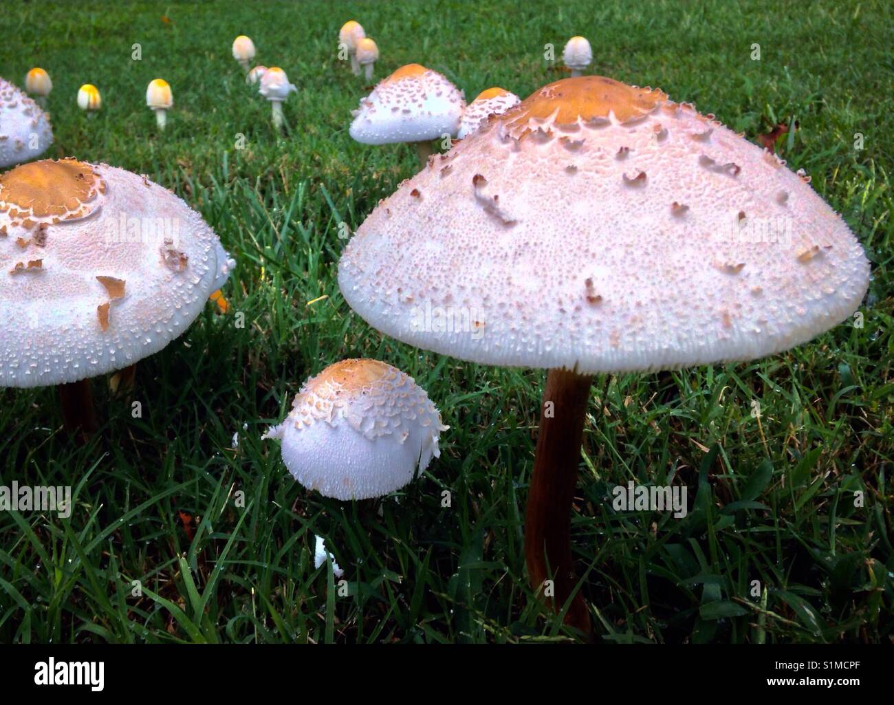 Mowers mushrooms- tent city Stock Photo