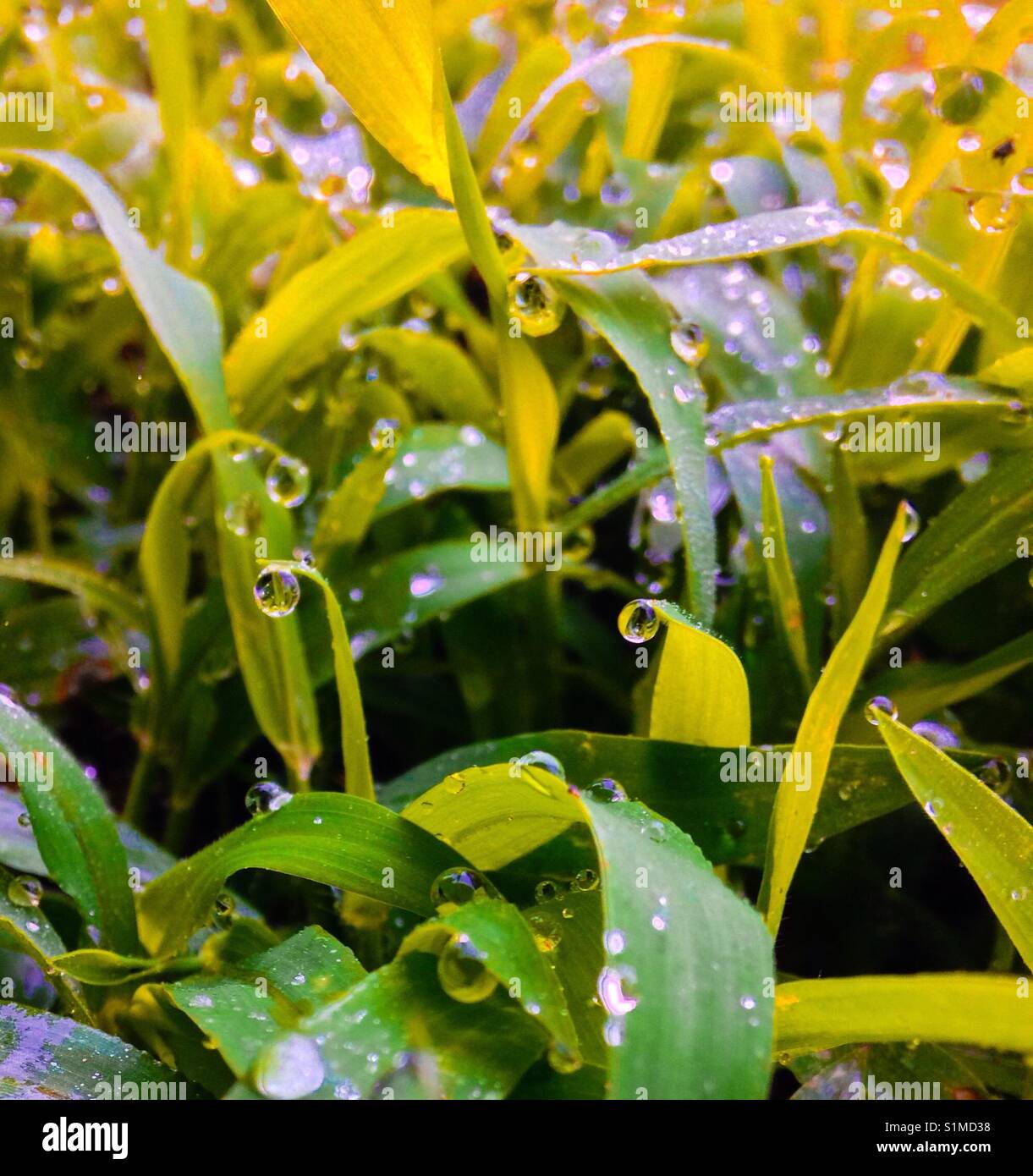 Water beads on green grass hires stock photography and images Alamy