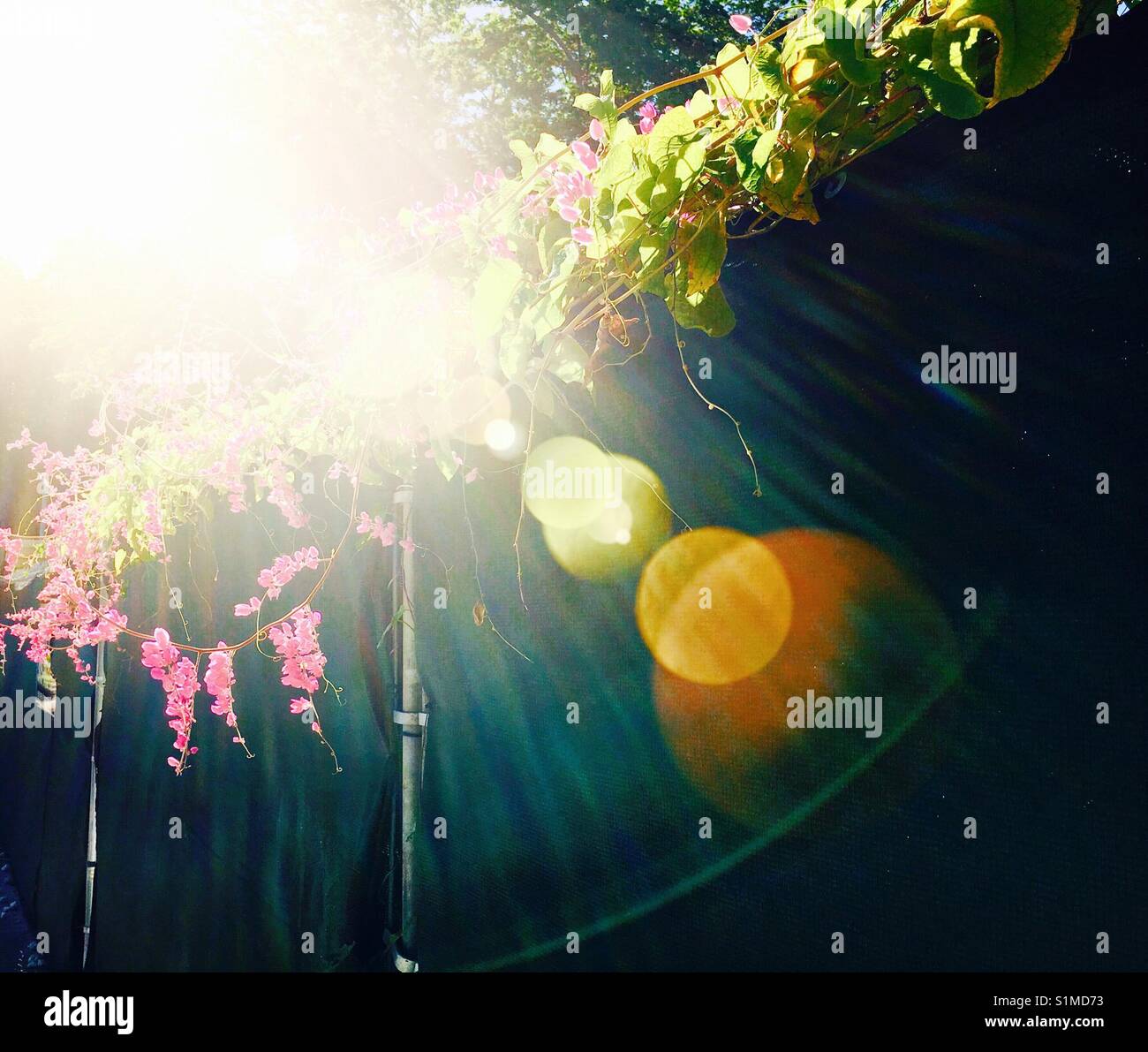 Creeping vine - Smartphone Captured Stock Image