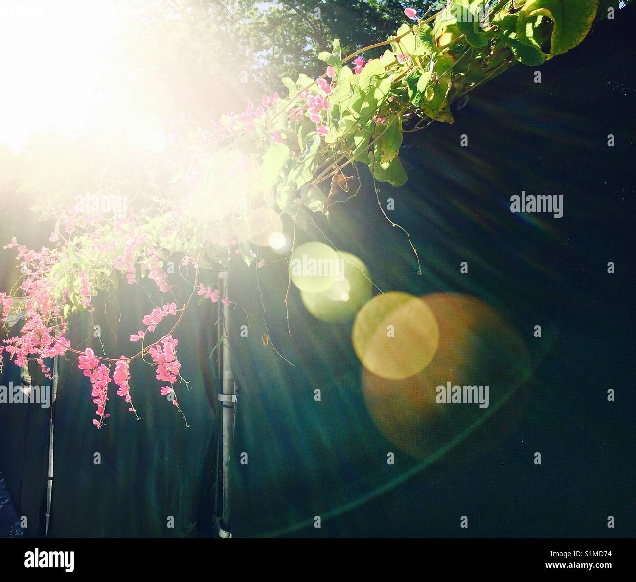 Creeping vine - Smartphone Captured Stock Image