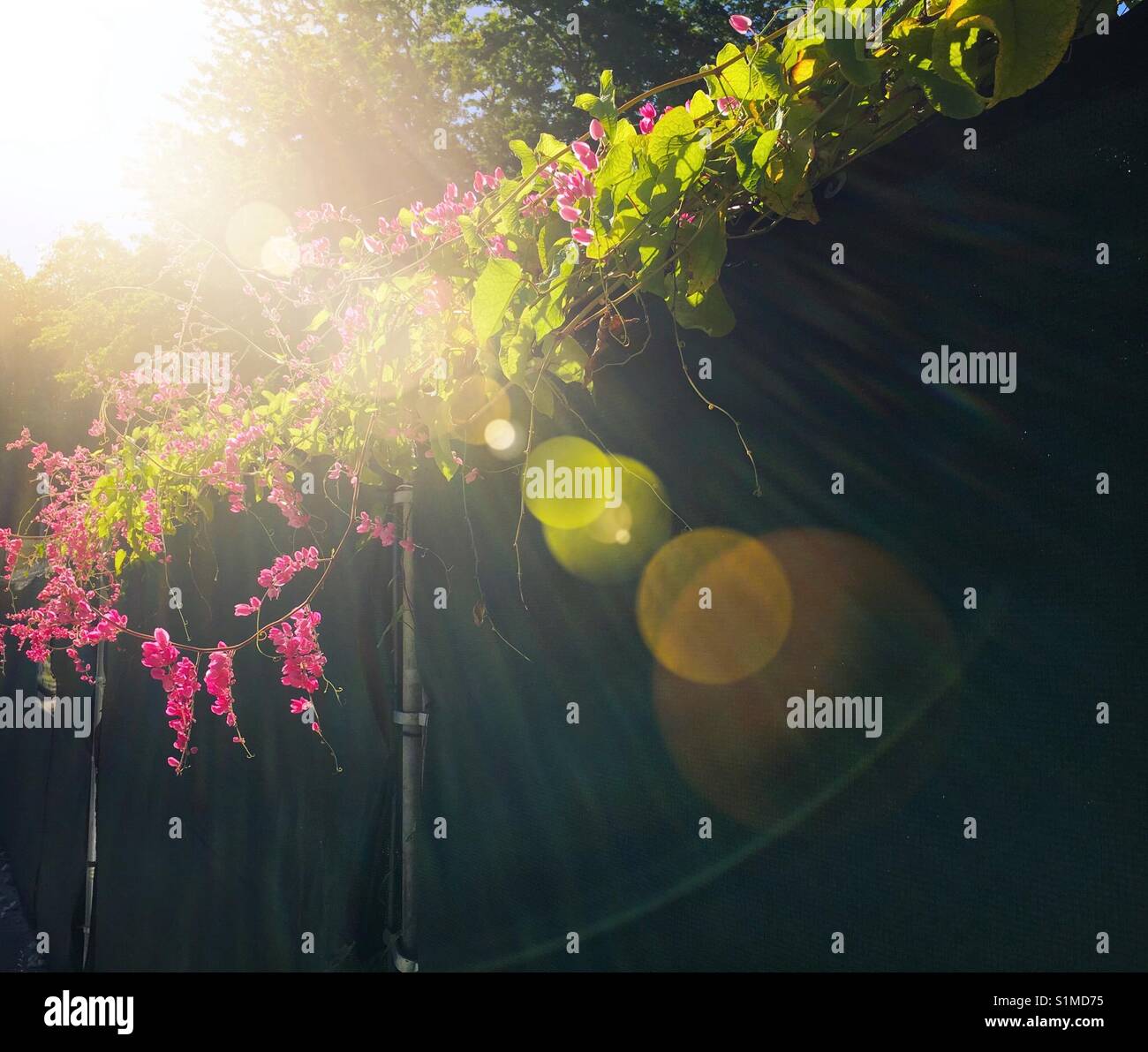 Creeping vine - Smartphone Captured Stock Image