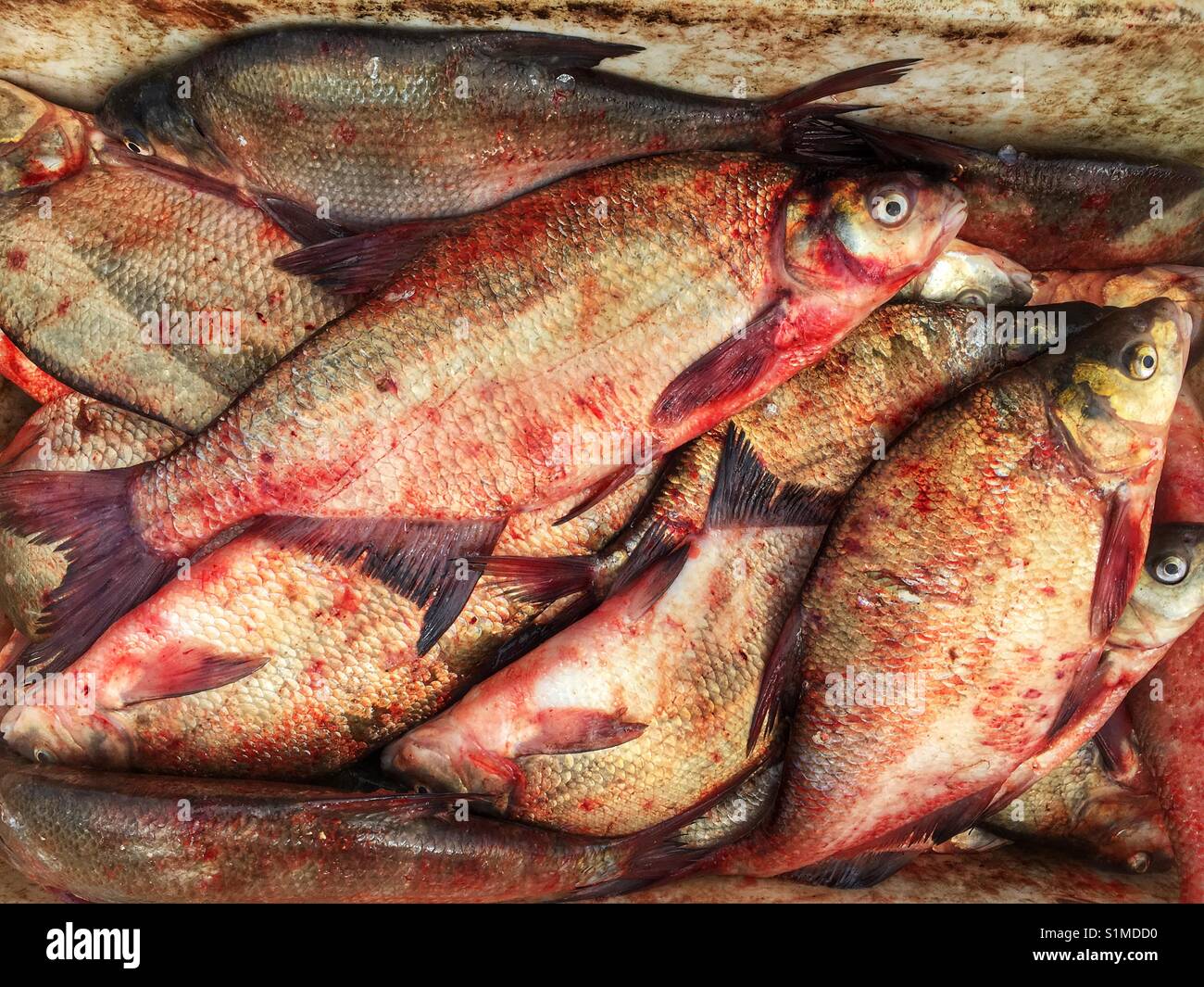 Bloody fish hi-res stock photography and images - Alamy