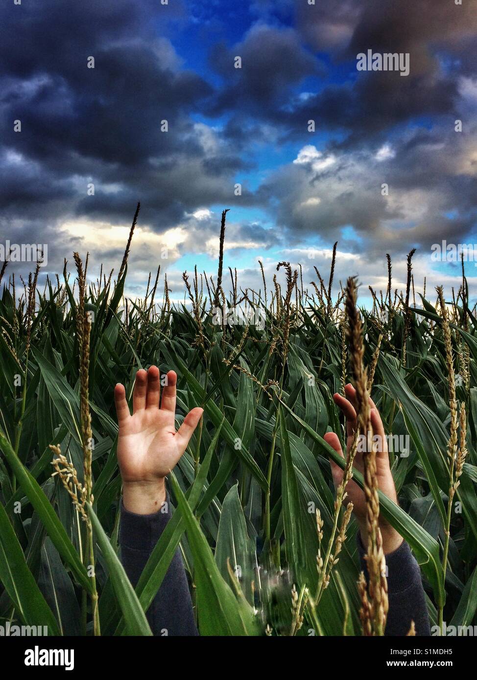 A pair of human hands reaching up skywards for help as if drowning in a field of tall maize. Stock Photo