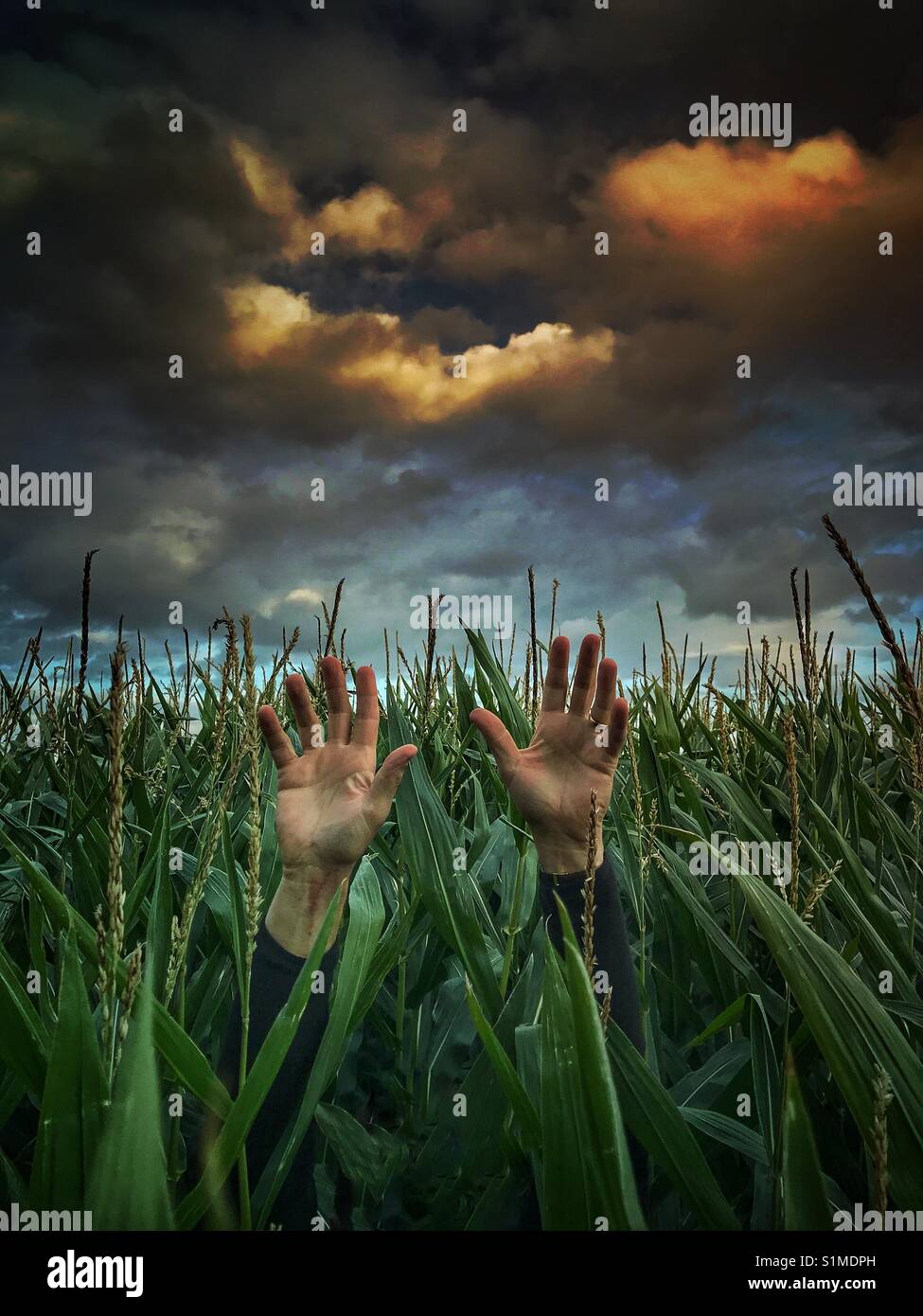A pair of human hands reaching up skywards to a dramatic, stormy sky for help as if drowning in a field of tall maize. Stock Photo