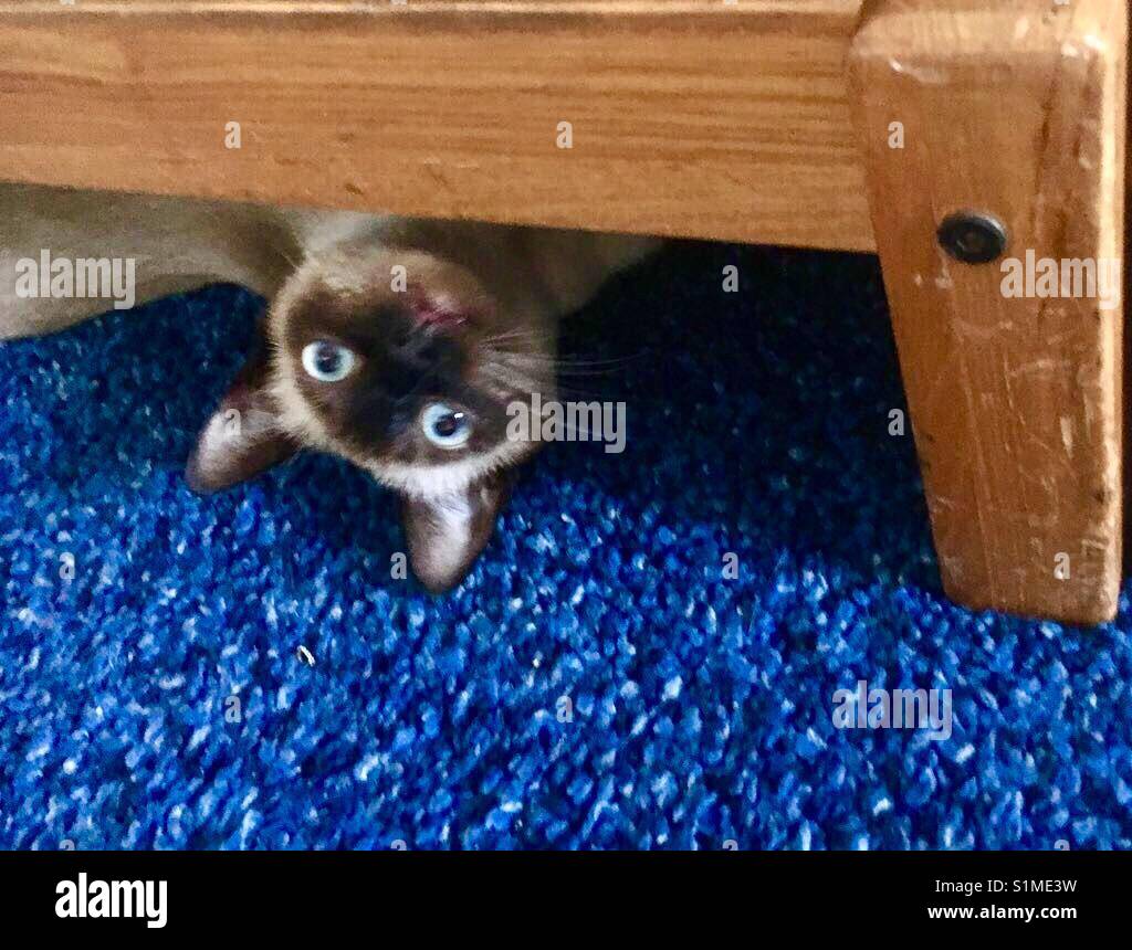Peek a boo Siamese - Smartphone Captured Stock Image