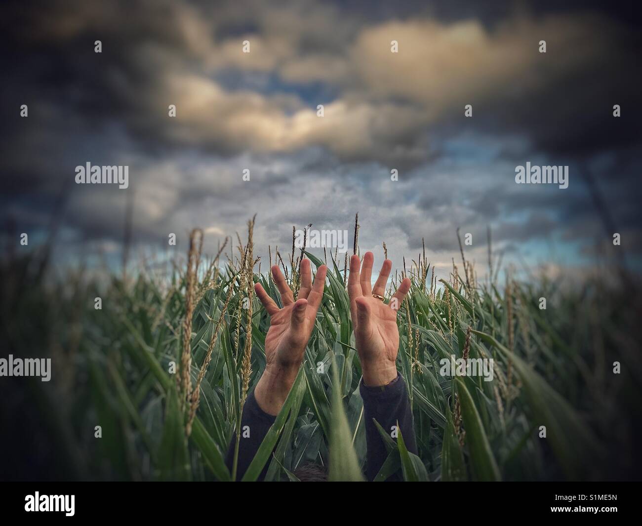 A pair of human hands reaching up skywards towards a stormy sky for help as if drowning in a field of tall maize. Stock Photo