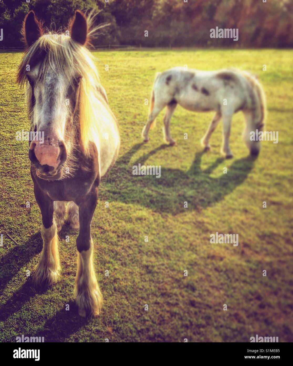 Horses in a landscape - Smartphone Captured Stock Image