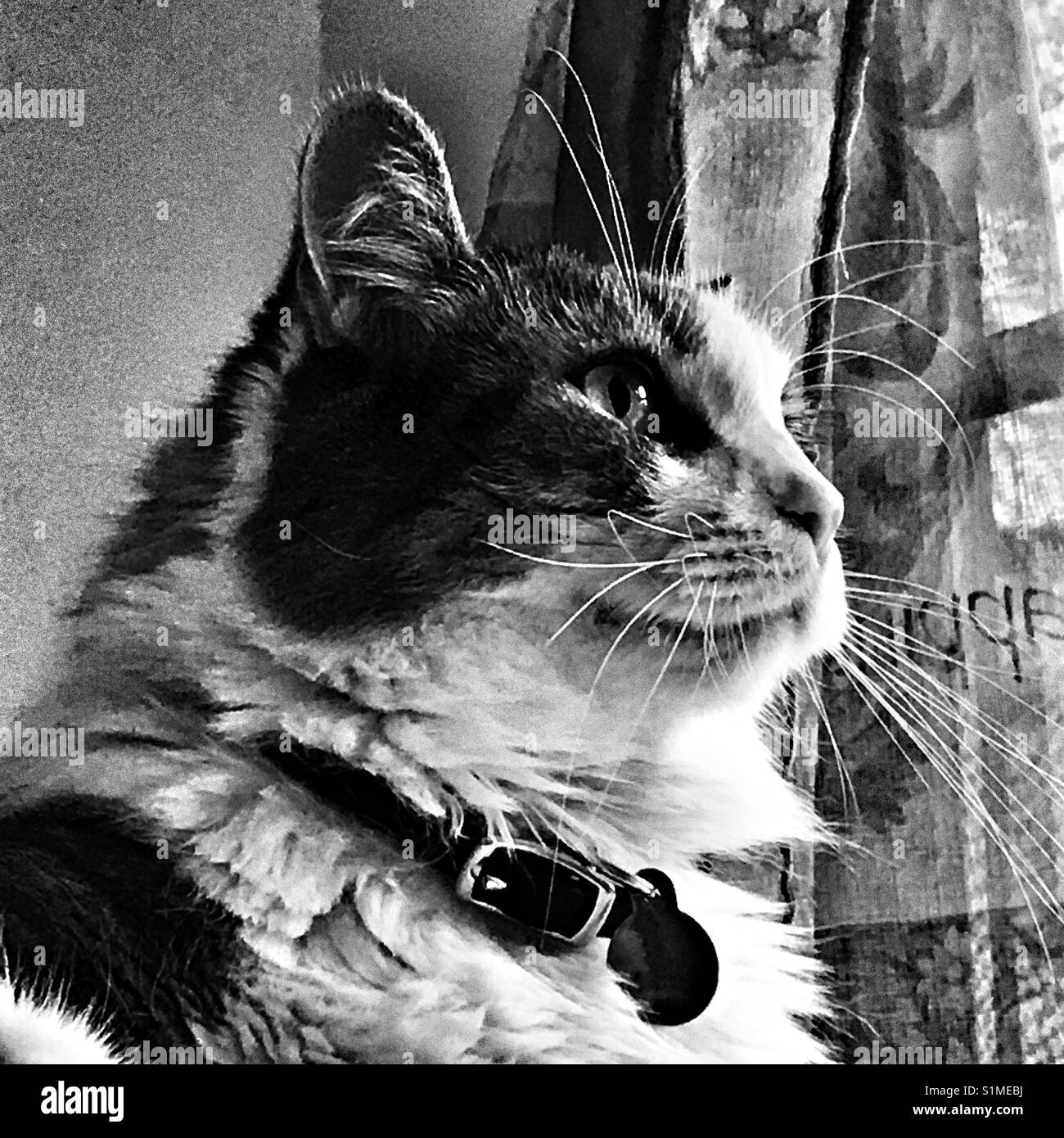 Cat looking towards the window, black and white with grainy treatment Stock Photo