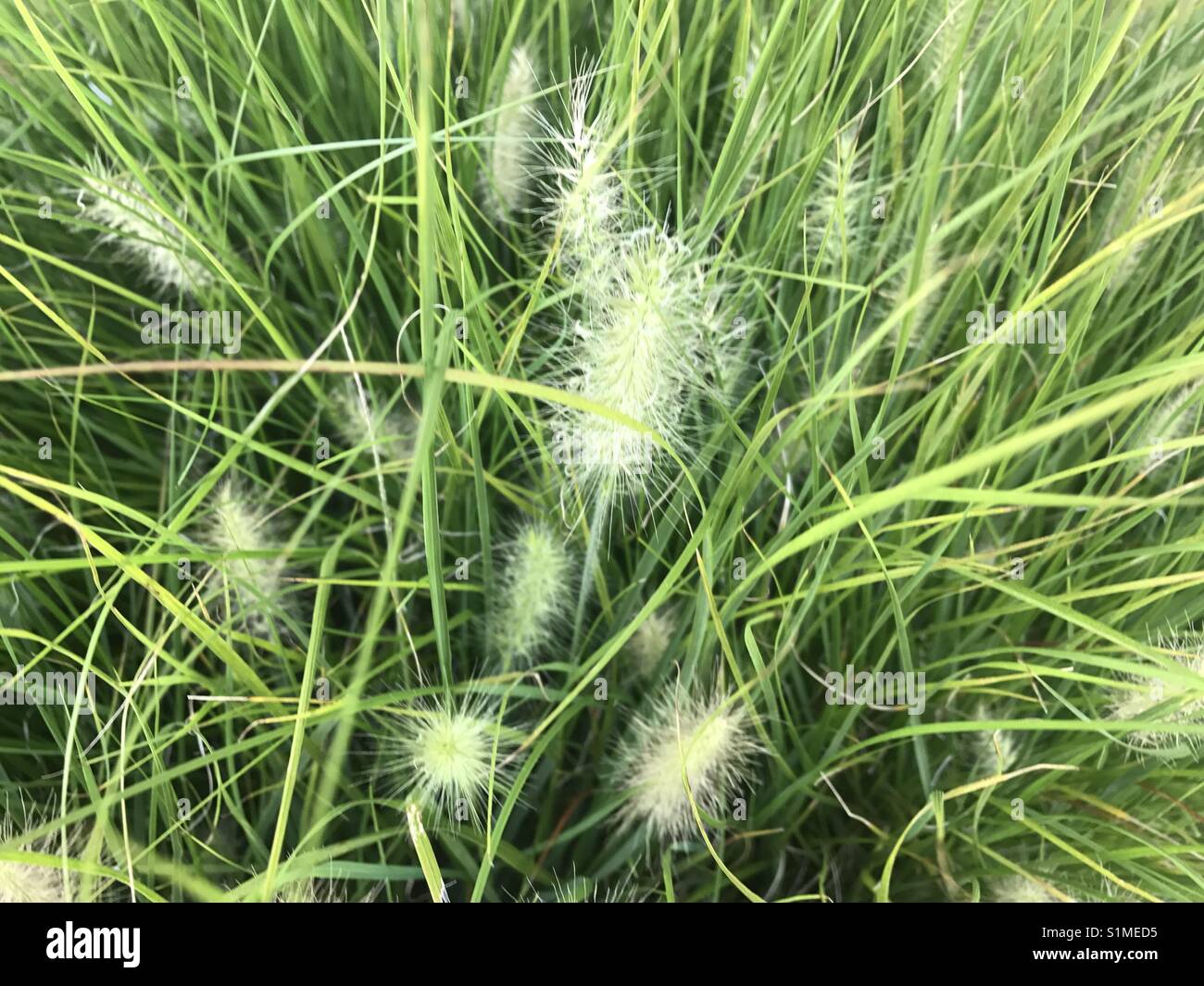 Fuzzy top hires stock photography and images Alamy