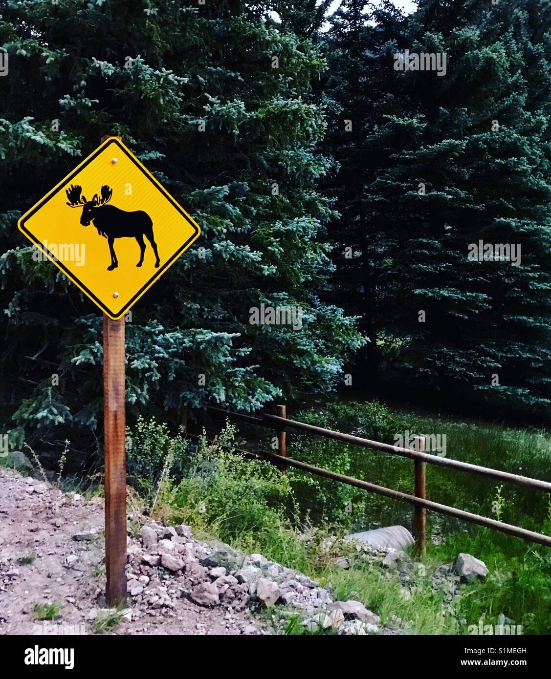 Moose crossing Stock Photo