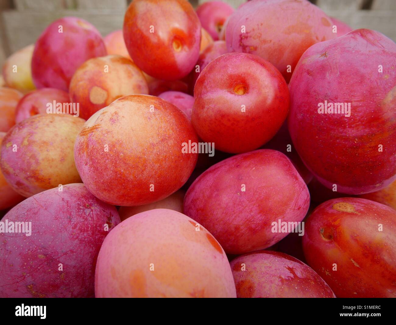 Fresh plums Stock Photo