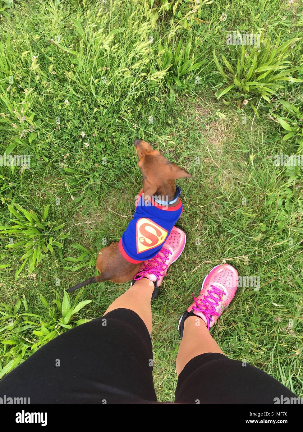 Super dog out for a jog Stock Photo