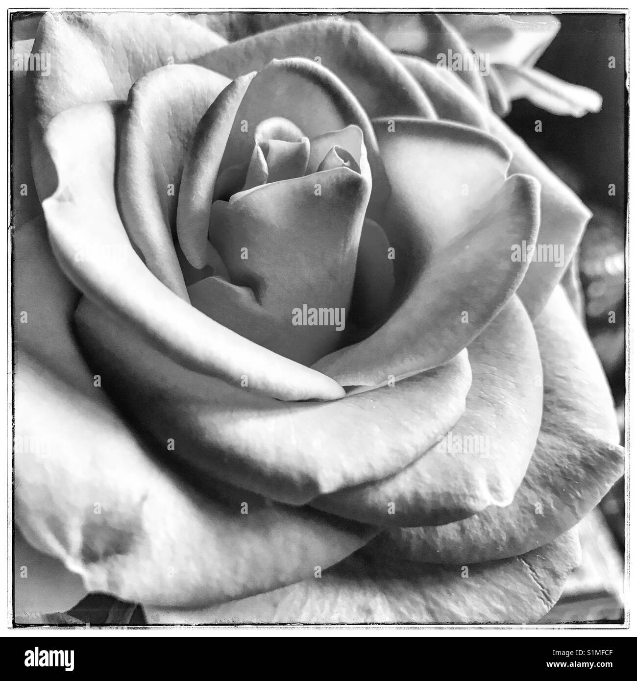 Black and white photo of rose. - Smartphone Captured Stock Image