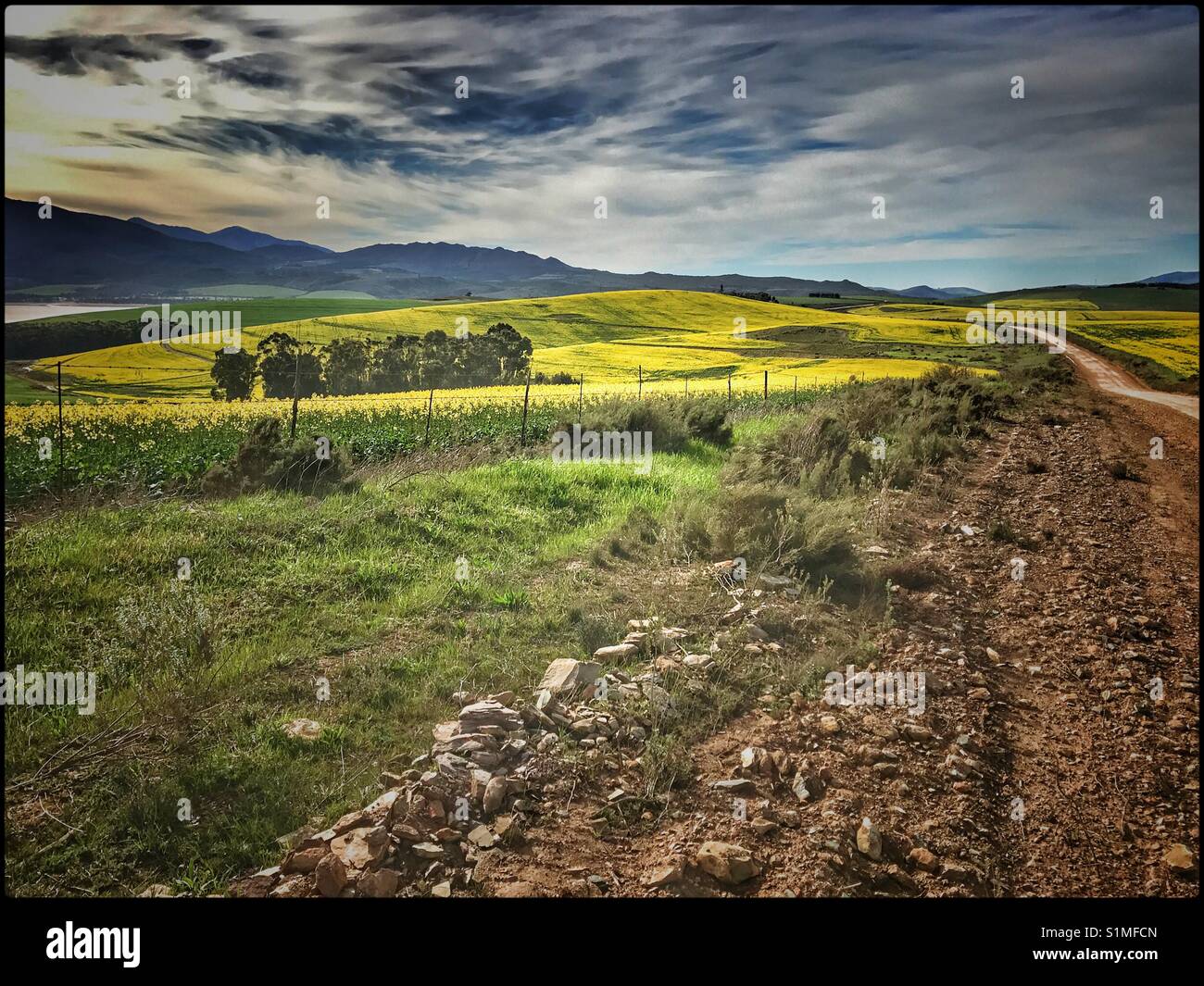 Rapeseed fields in the Western Cape province of South Africa. - Smartphone Captured Stock Image