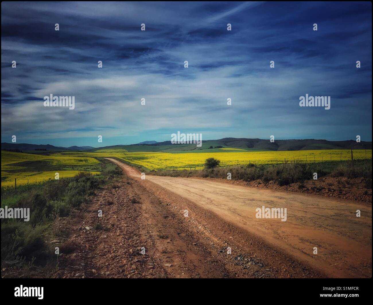 Rapeseed fields in the Western Cape province of South Africa. - Smartphone Captured Stock Image
