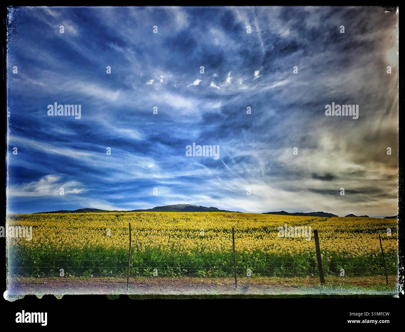 Rapeseed fields in the Western Cape province of South Africa. - Smartphone Captured Stock Image