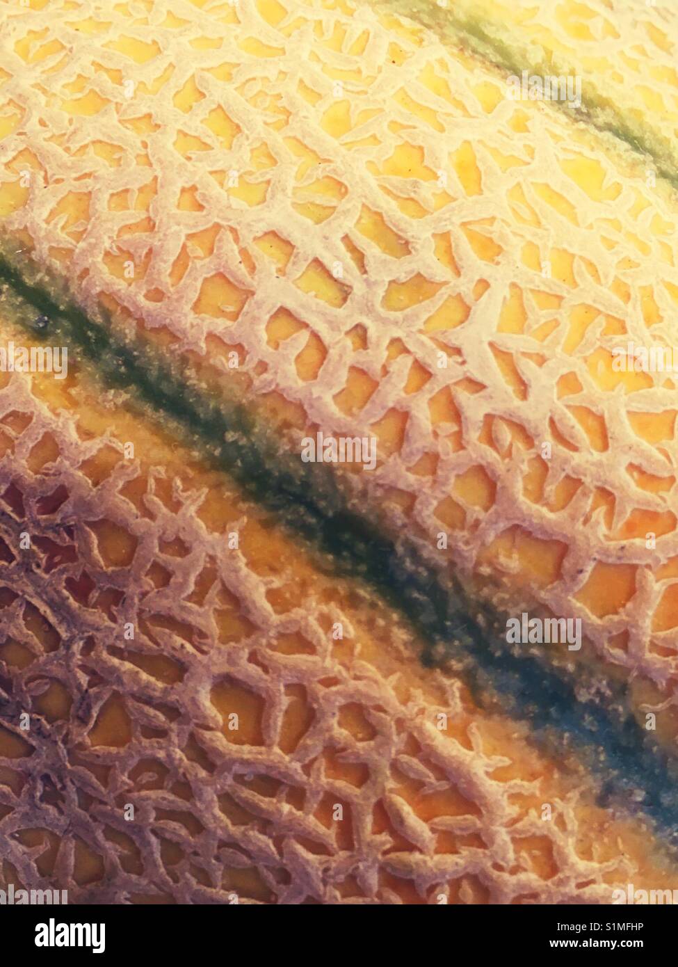 Galia melon - Smartphone Captured Stock Image