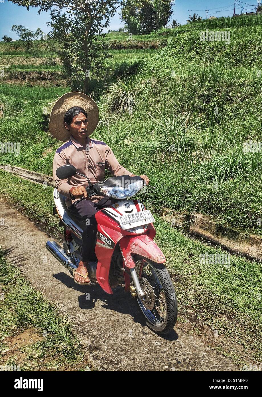 Male riding motorbike through rice fields. Bali, Indonesia Stock Photo