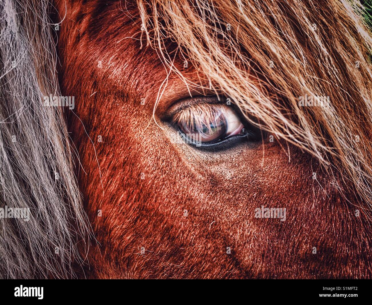 Close up of horses eye - Smartphone Captured Stock Image
