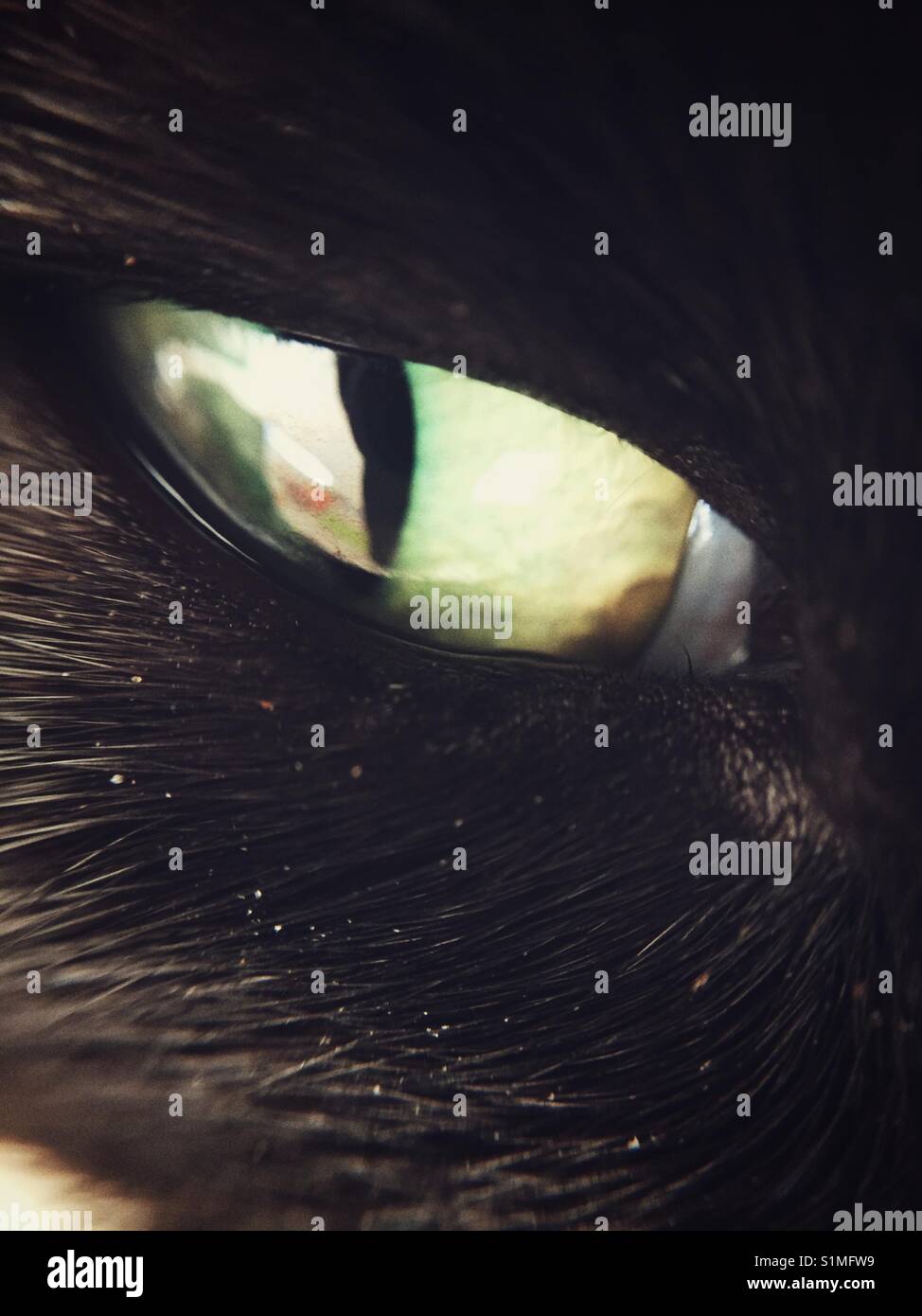 Cat eye - Smartphone Captured Stock Image