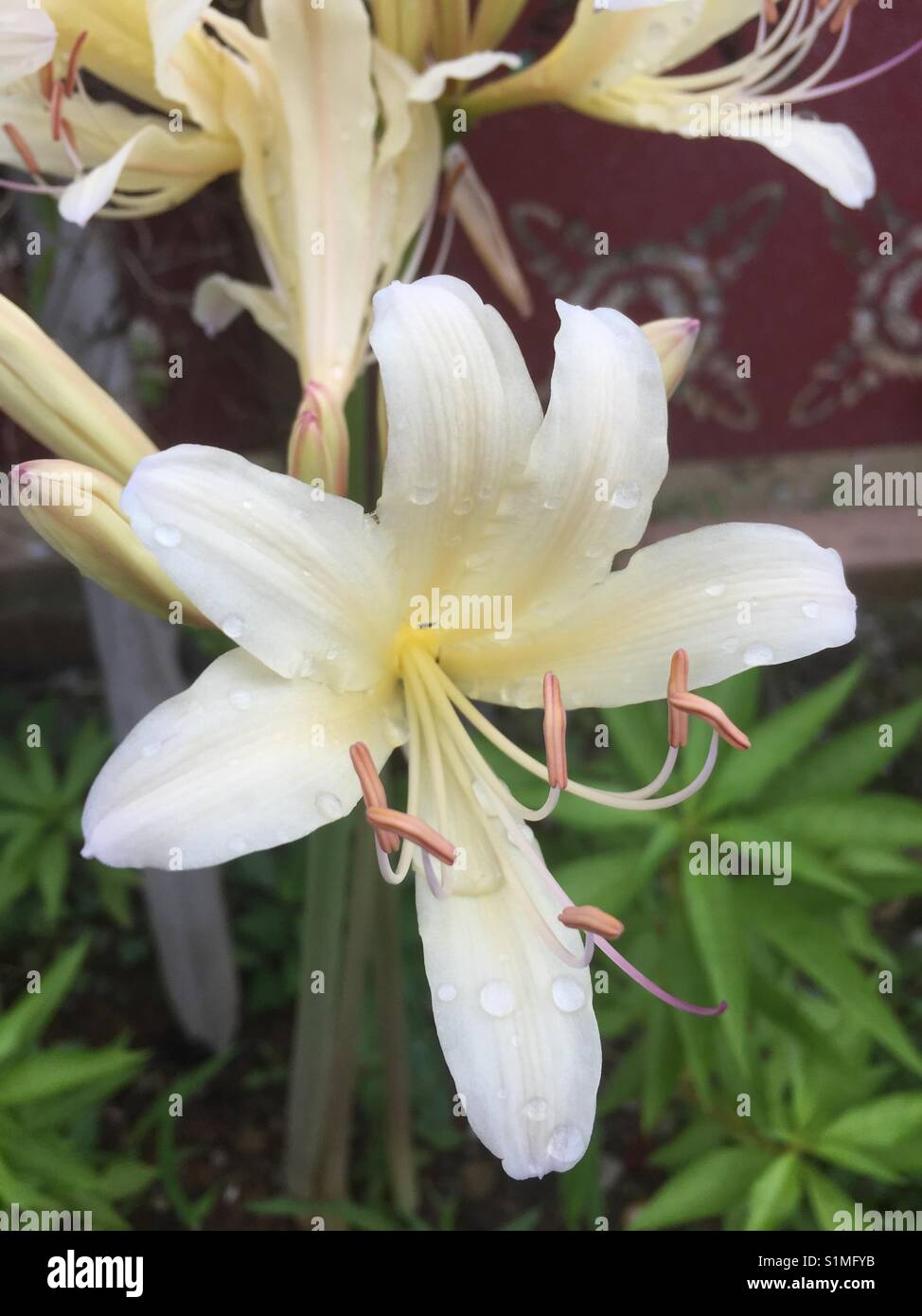 Lily blooming outsides Stock Photo
