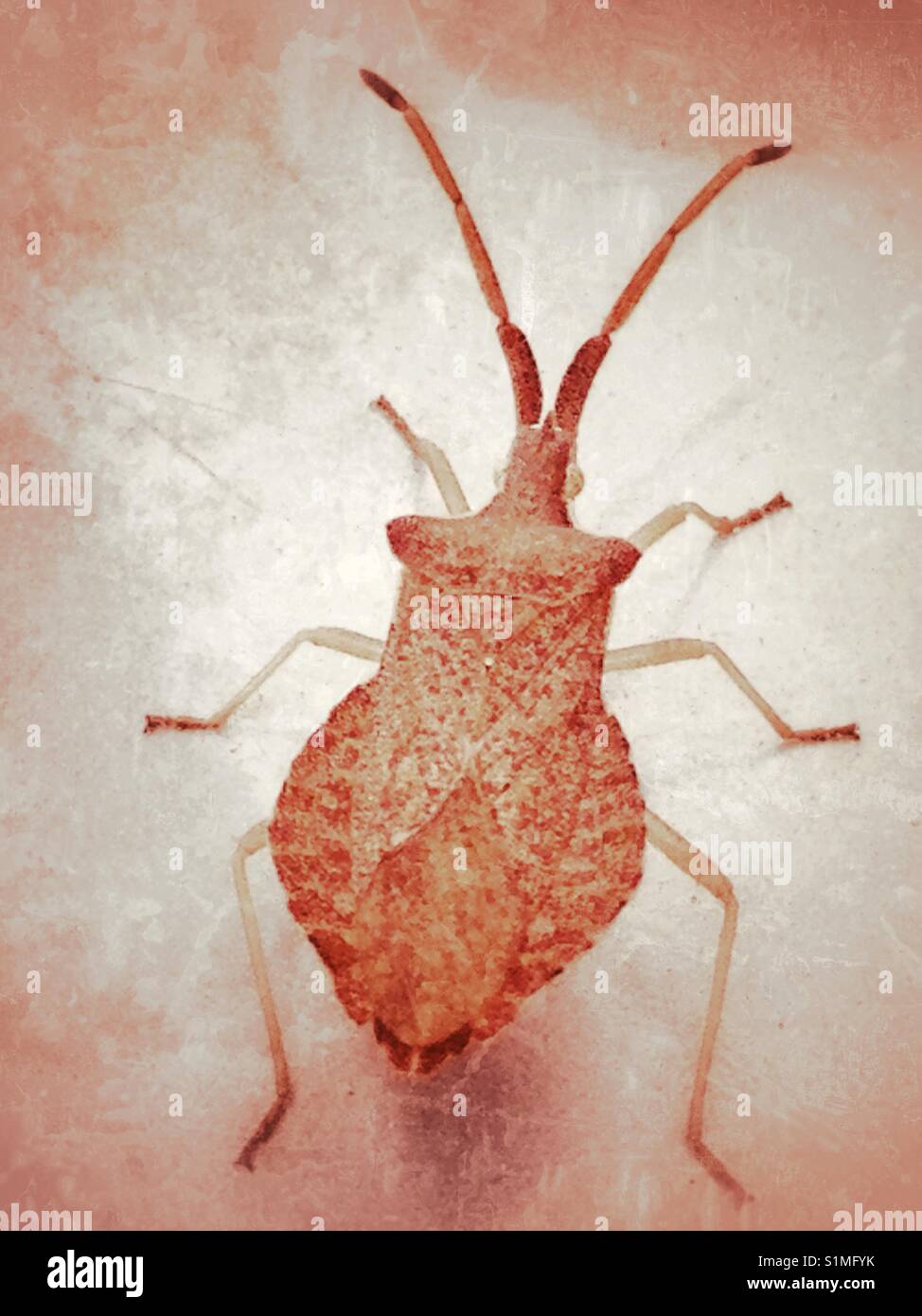 Dock Bug - Smartphone Captured Stock Image