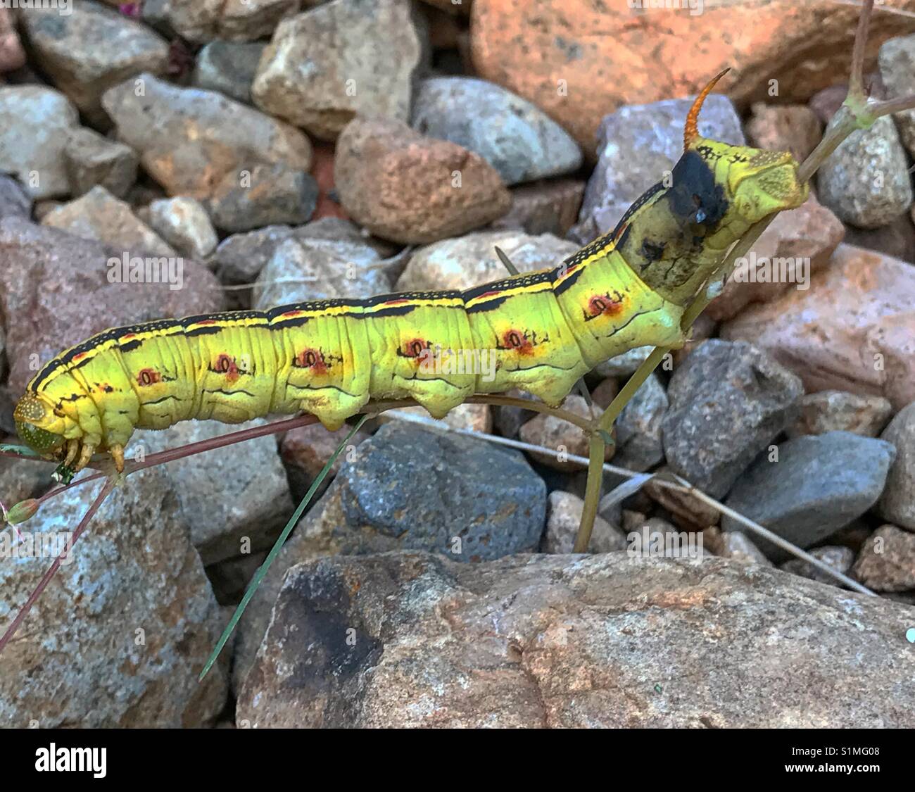 Caterpillar walking on rocks Stock Photo Alamy