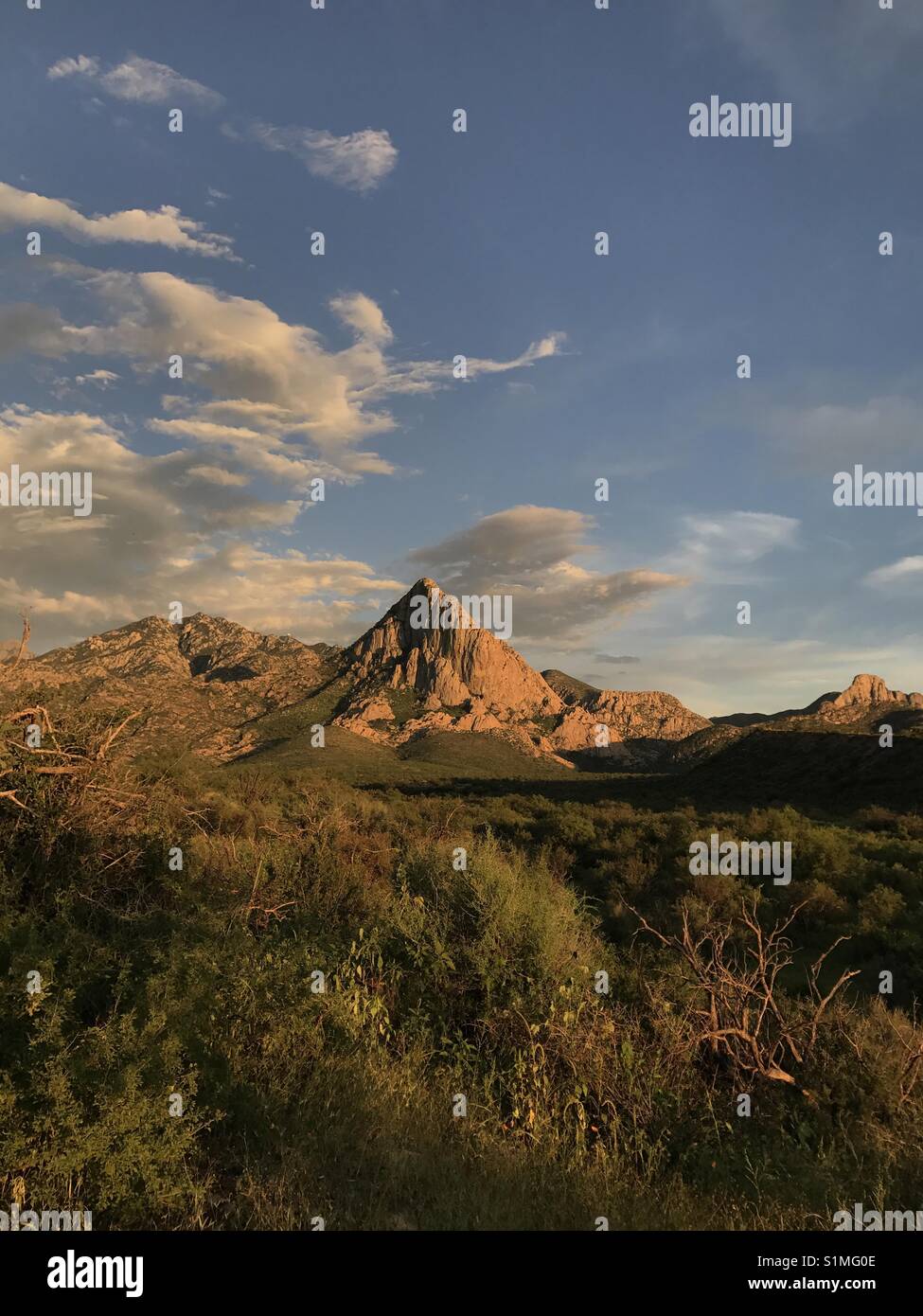 Elephant head hires stock photography and images Alamy