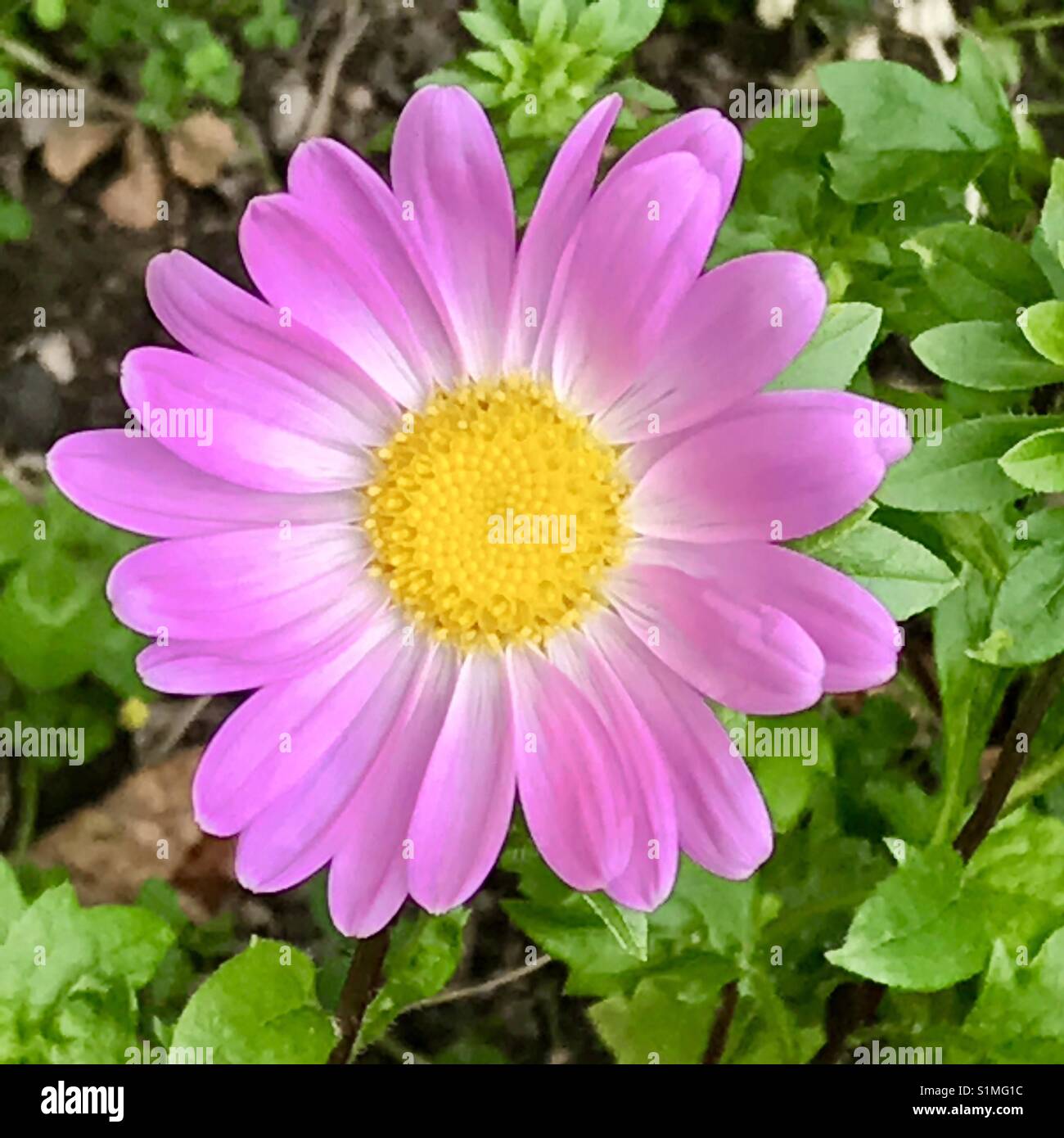 Pink daisy. Stock Photo