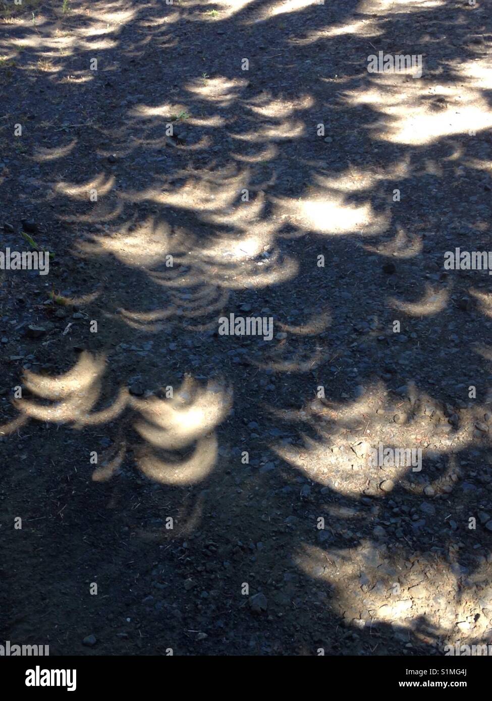 Solar eclipse 2017 in Olympia, Washington, USA. Deflected through the trees onto the ground. Stock Photo