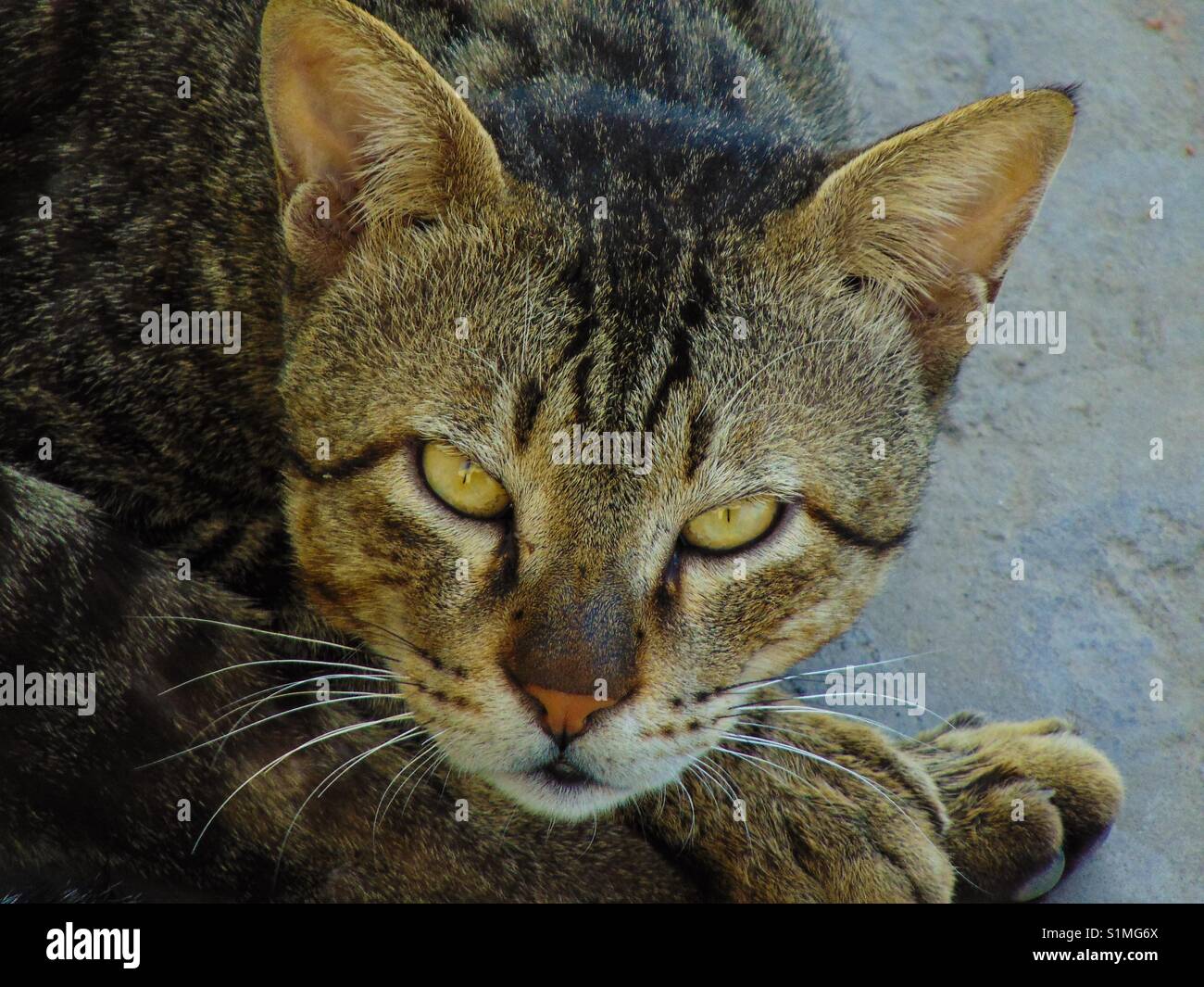 Always on alert Stock Photo Alamy
