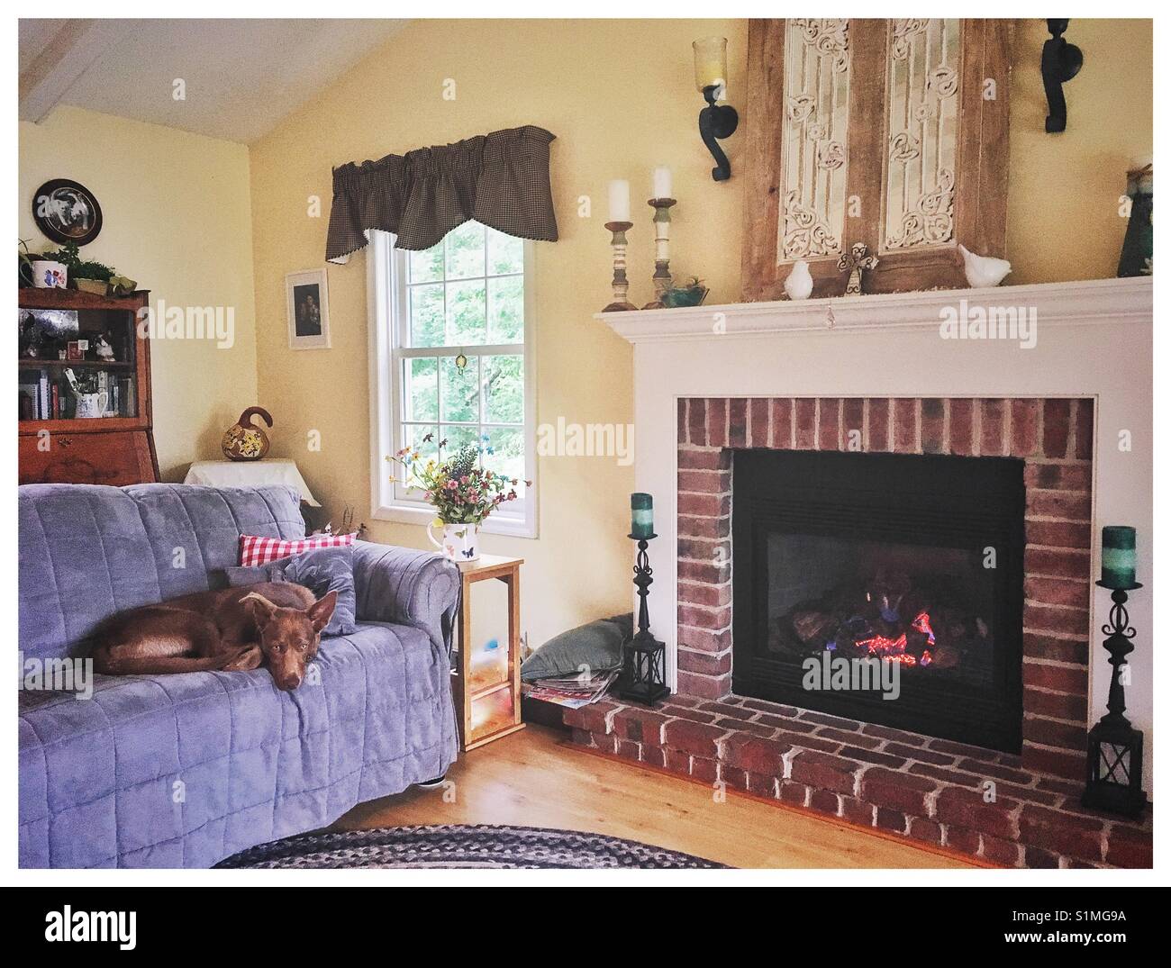 A dog laying down on a couch in a pretty living room with fireplace. - Smartphone Captured Stock Image
